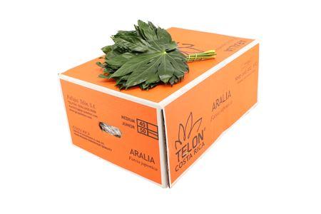 Aralia Small