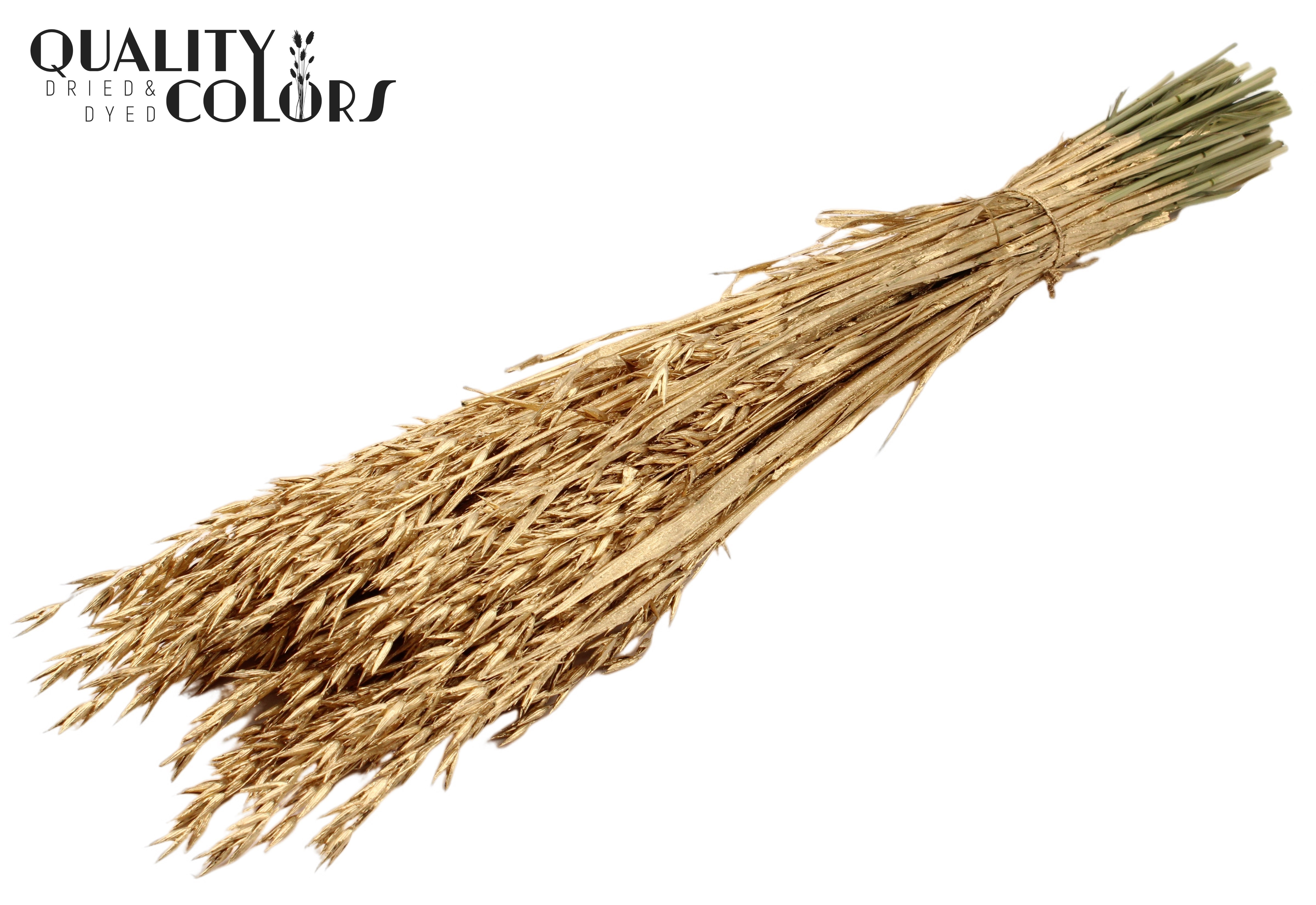 Avena Antique Gold Per Bunch 60cm
