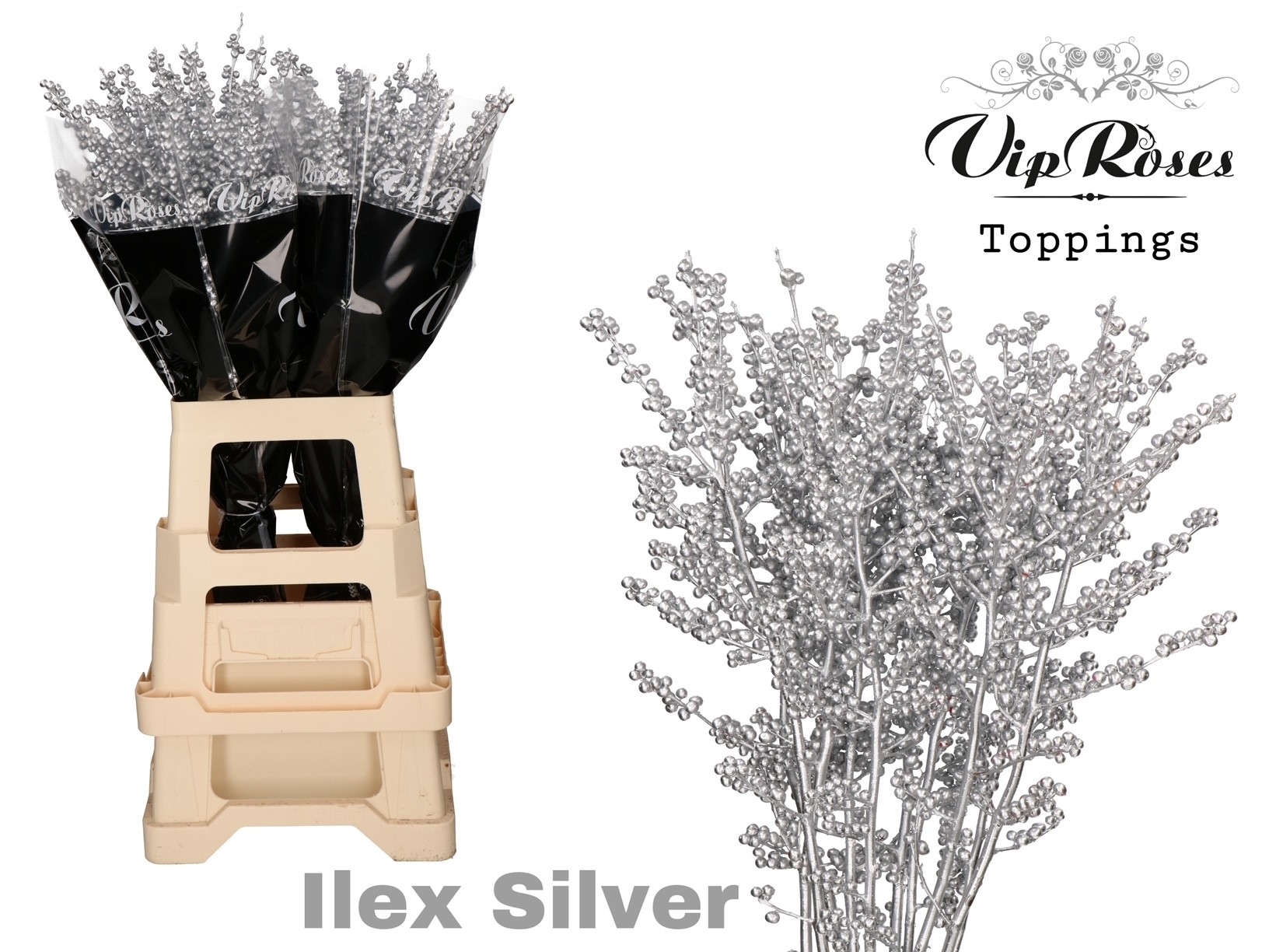 Ilex Dyed Frosty 70cm