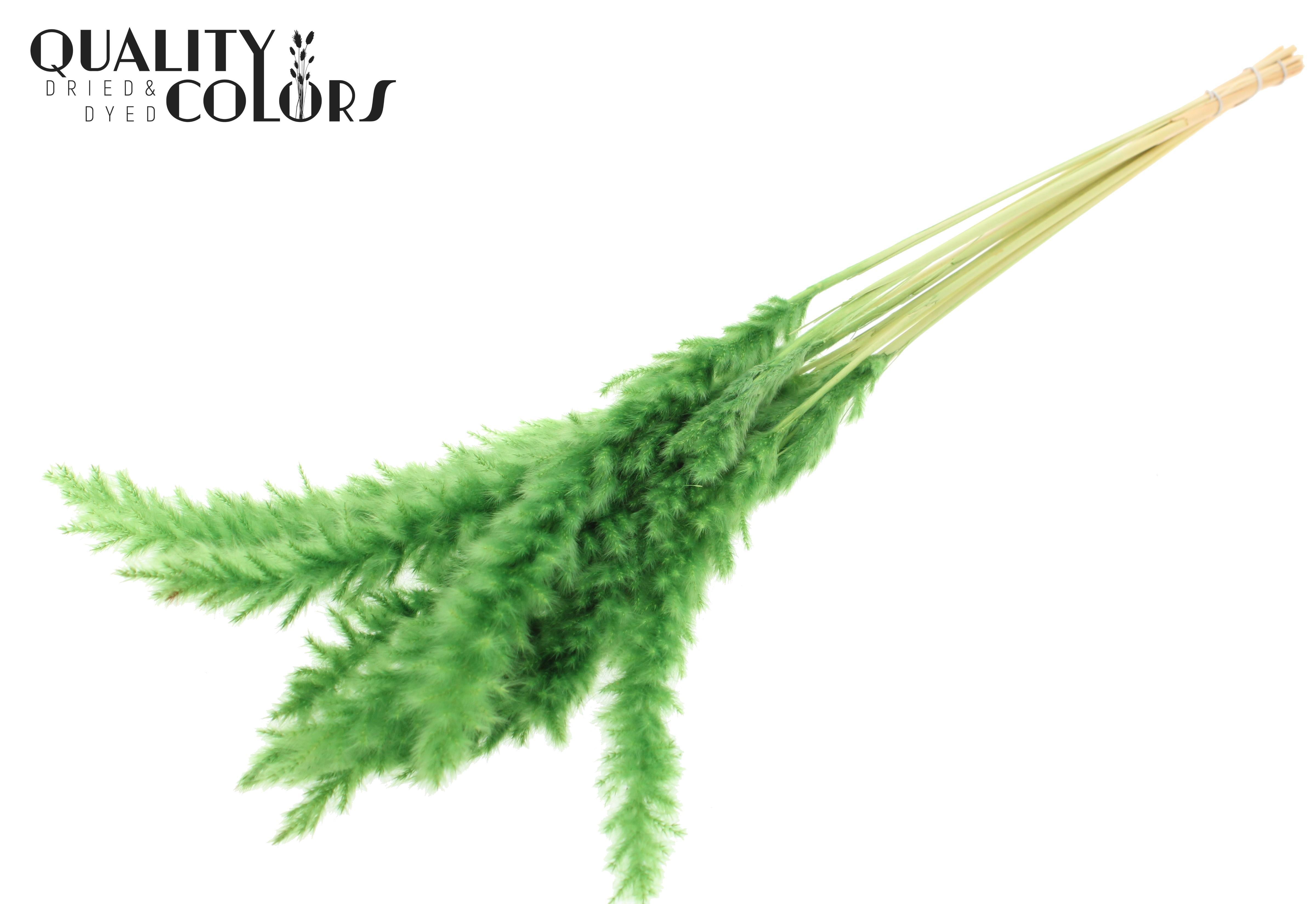 Fluffy Pampas Green Per Bunch 70cm