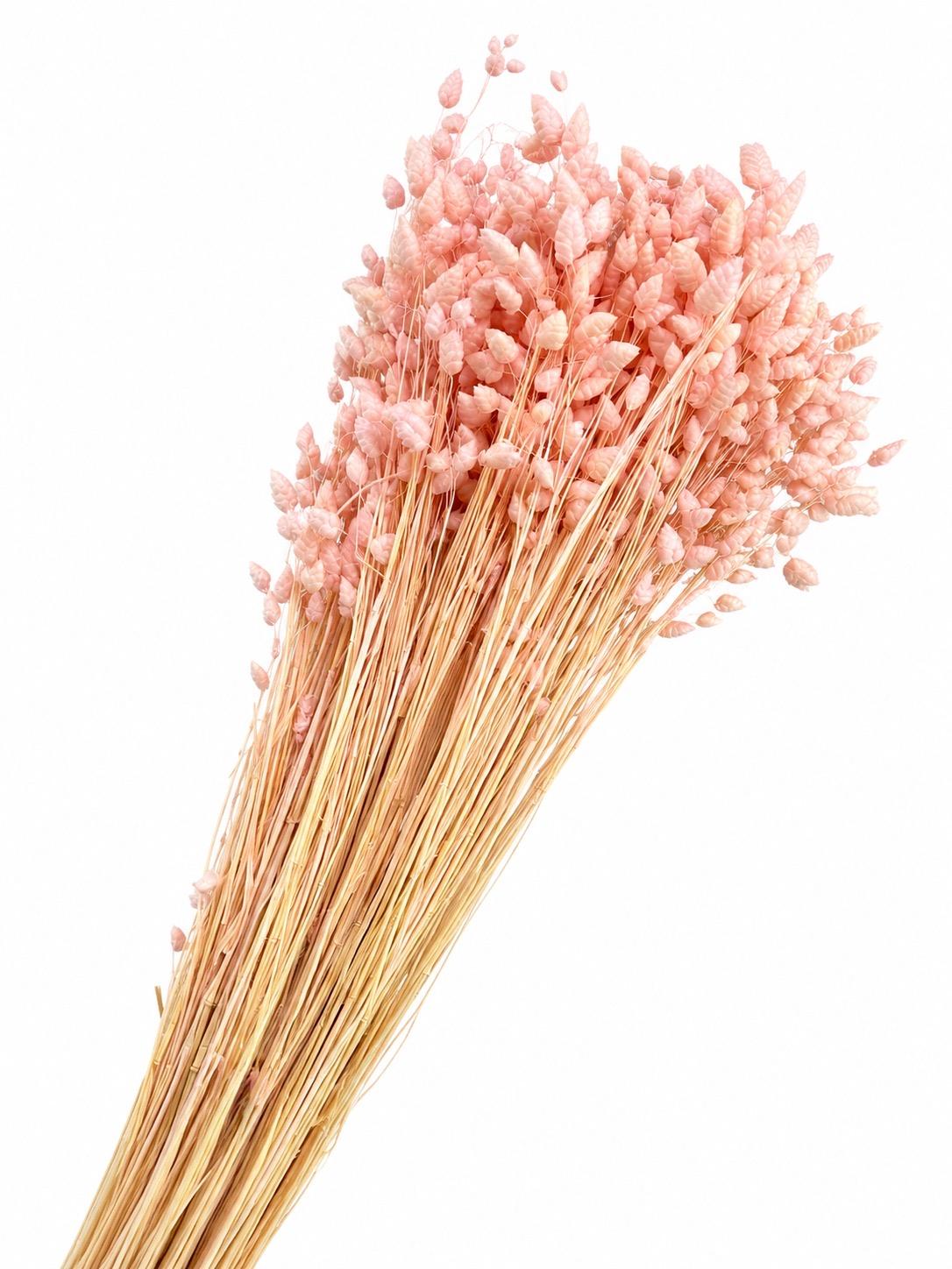 Dried Bleached Briza Light Pink