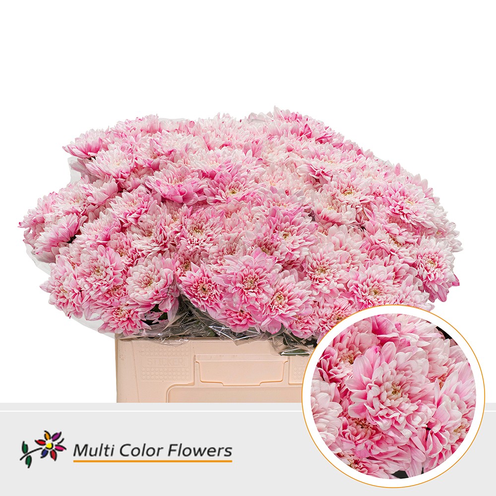 Chrysanth Spray Painted Baltica Pastel Pink 60cm