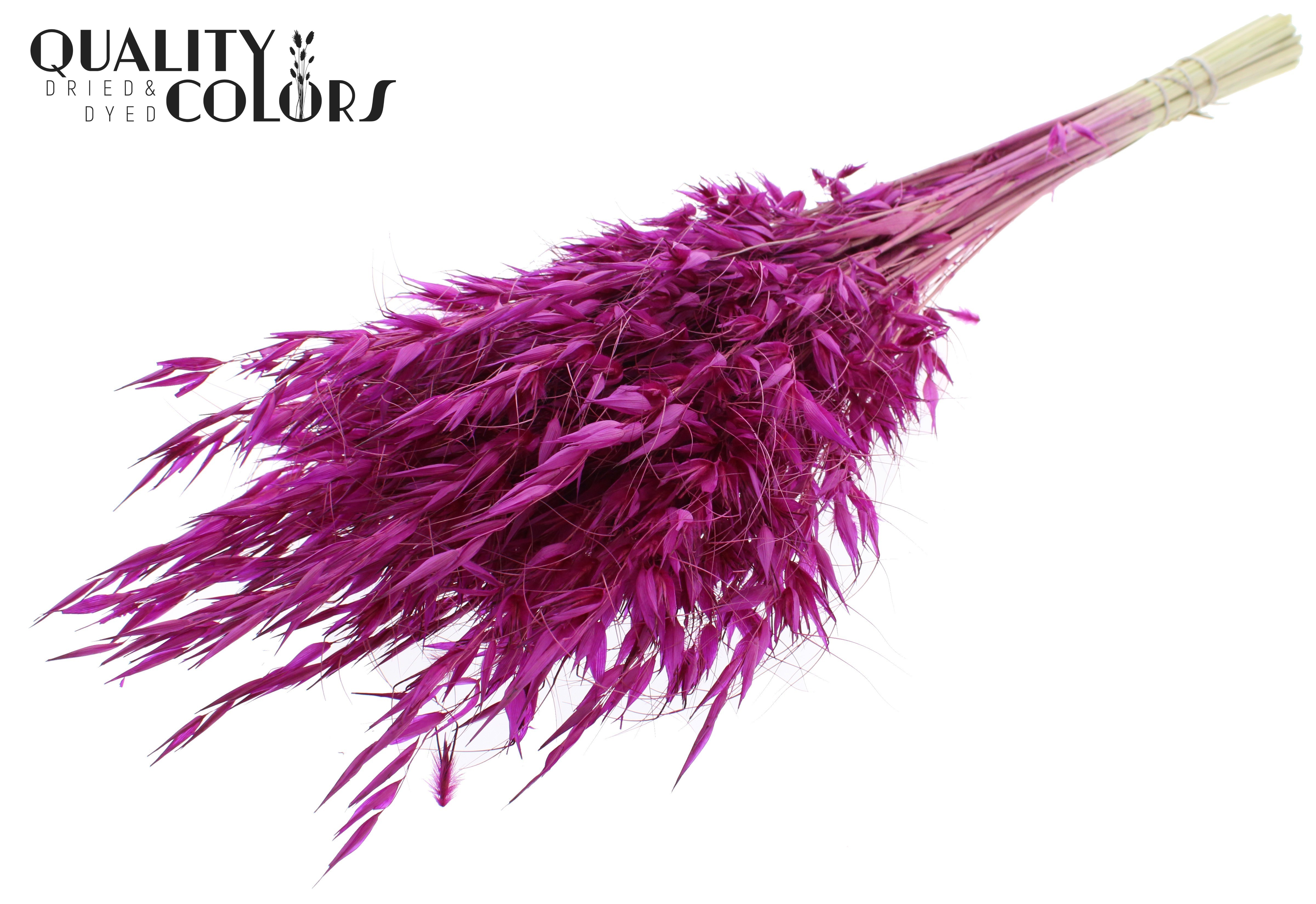 Avena Lilac Per Bunch 70cm