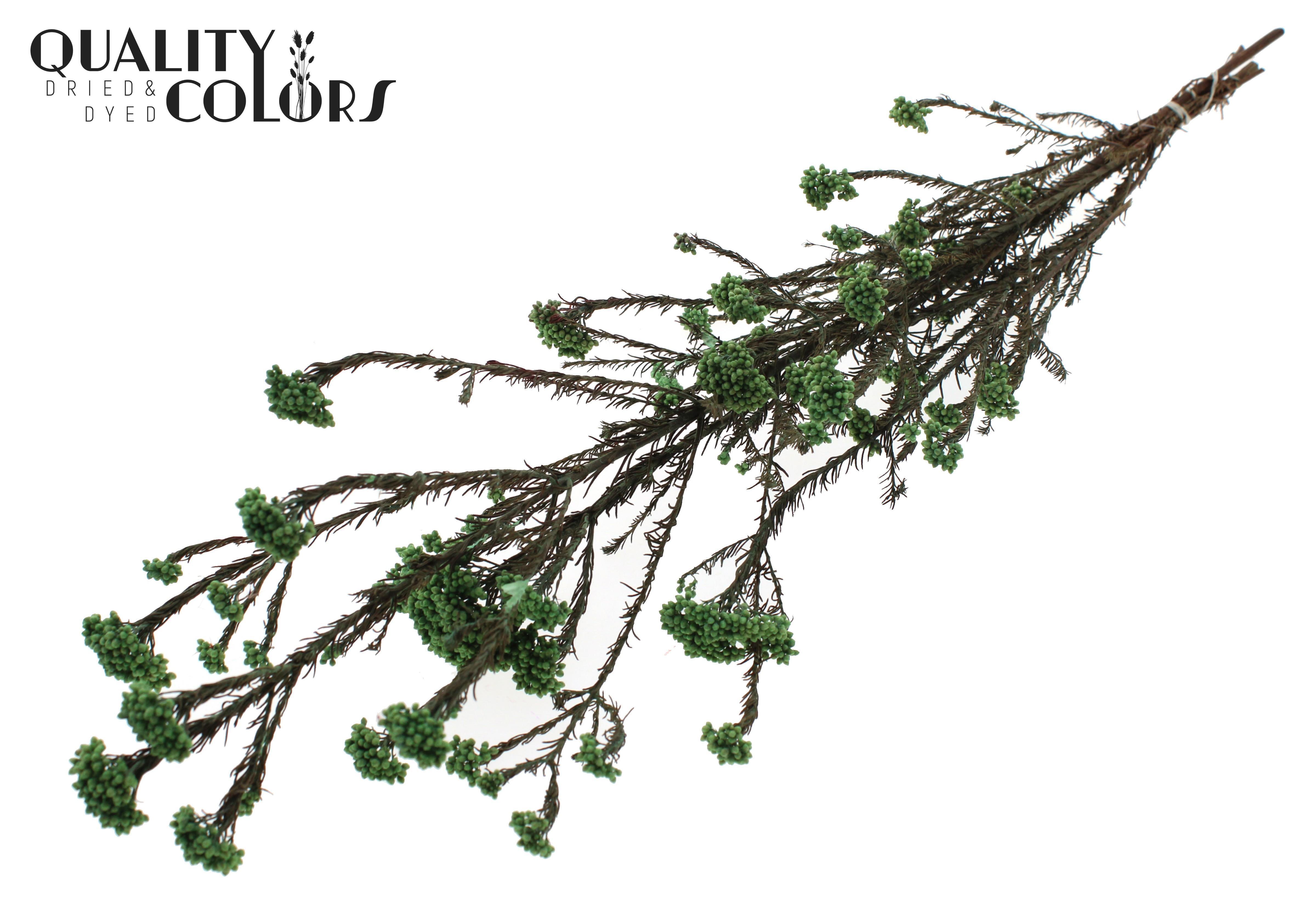 Ozothamnus Mint Per Bunch 70cm