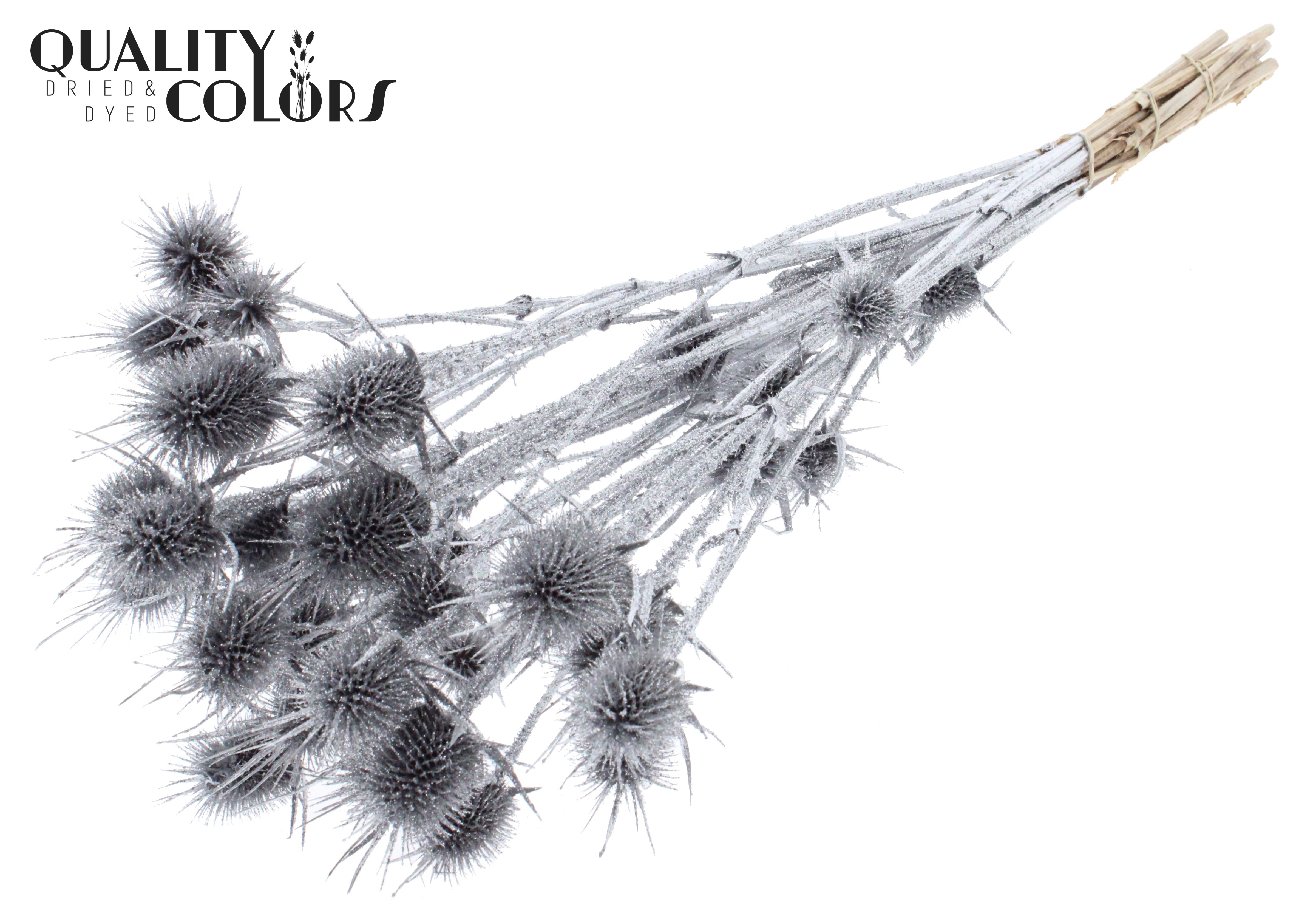 Eryngium Silver + Glitter Per Bunch 55cm