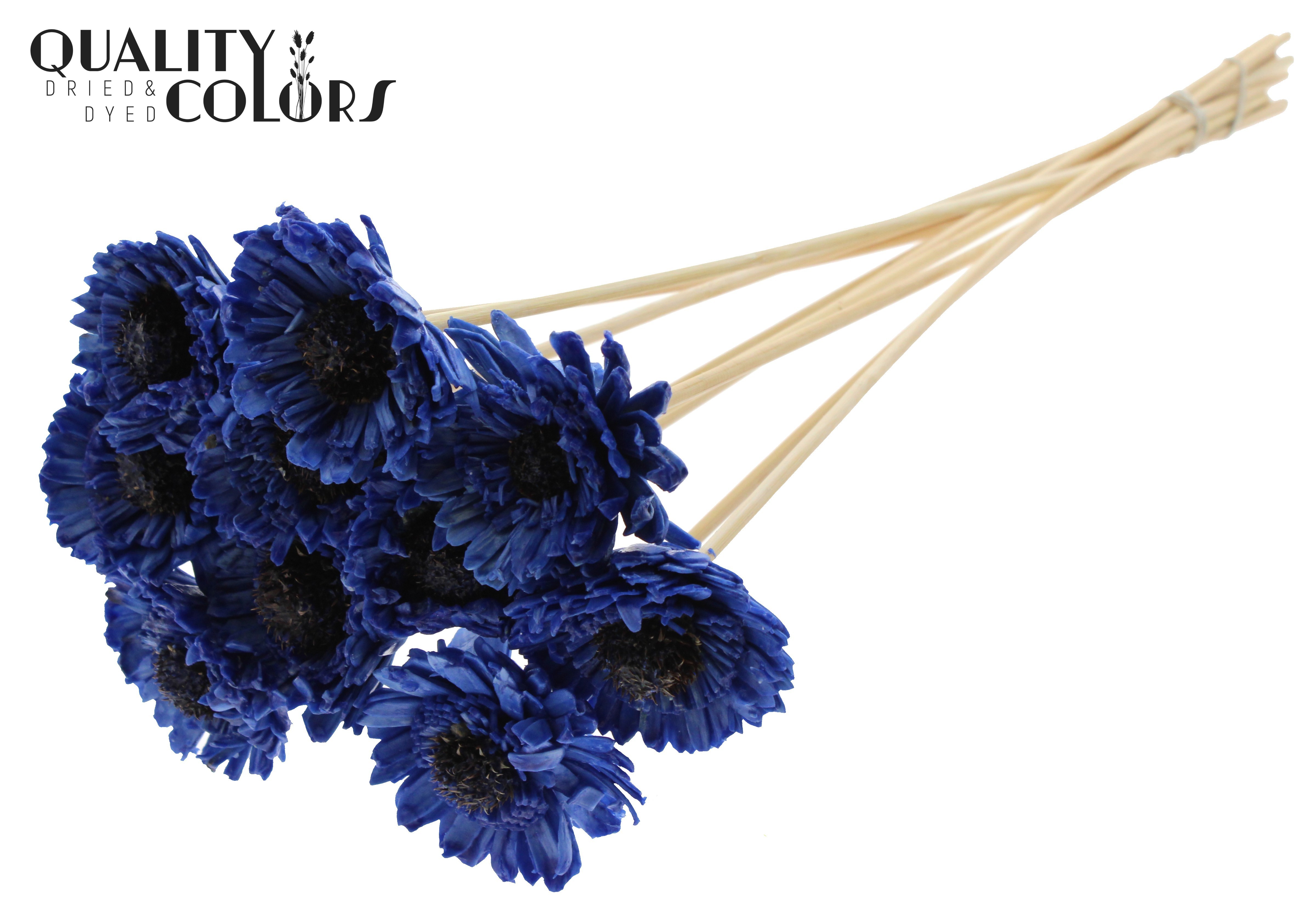 Shola Daisy Sunflower Wax Blue 50cm