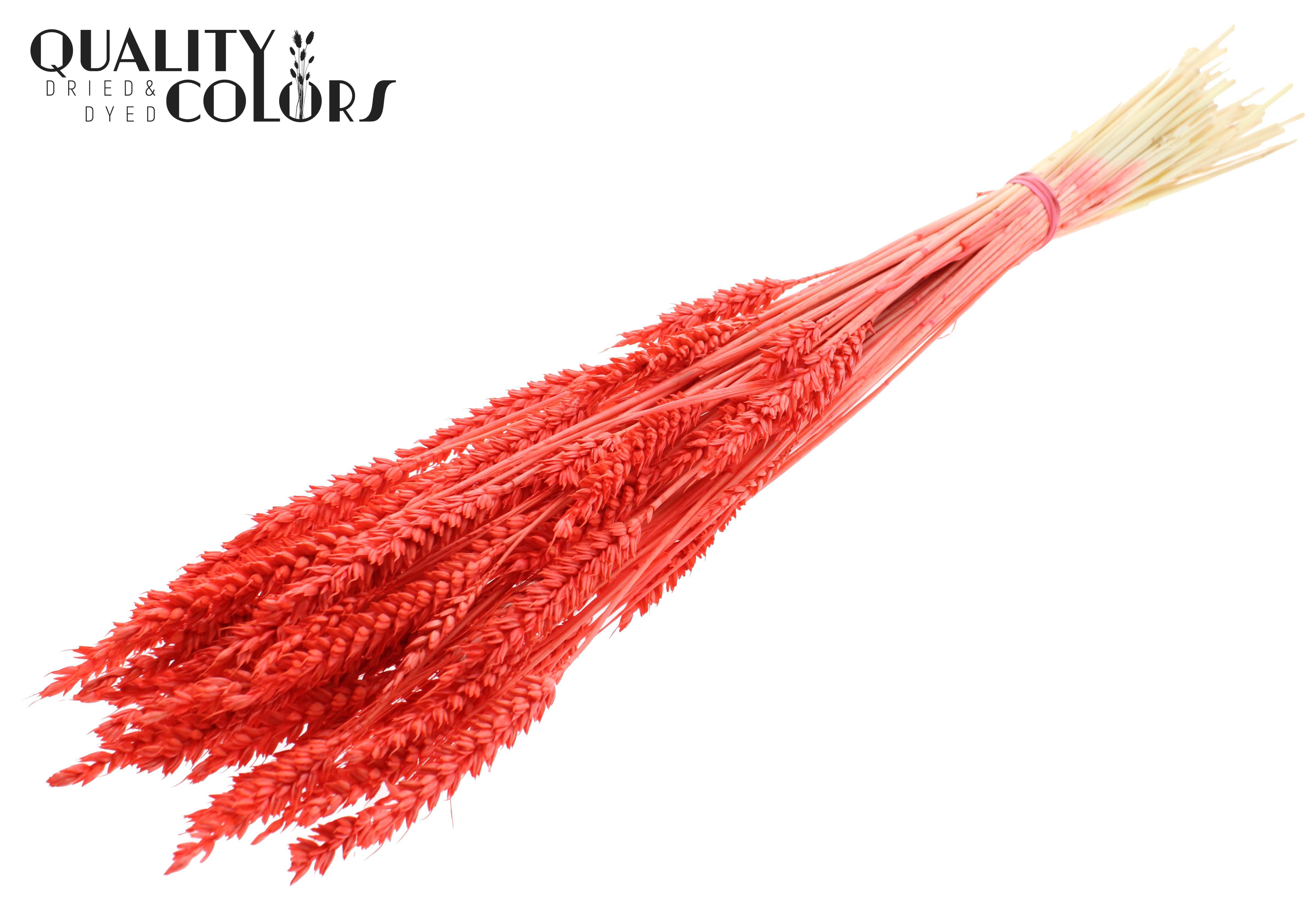 Triticum Intense Coral Per Bunch 60cm
