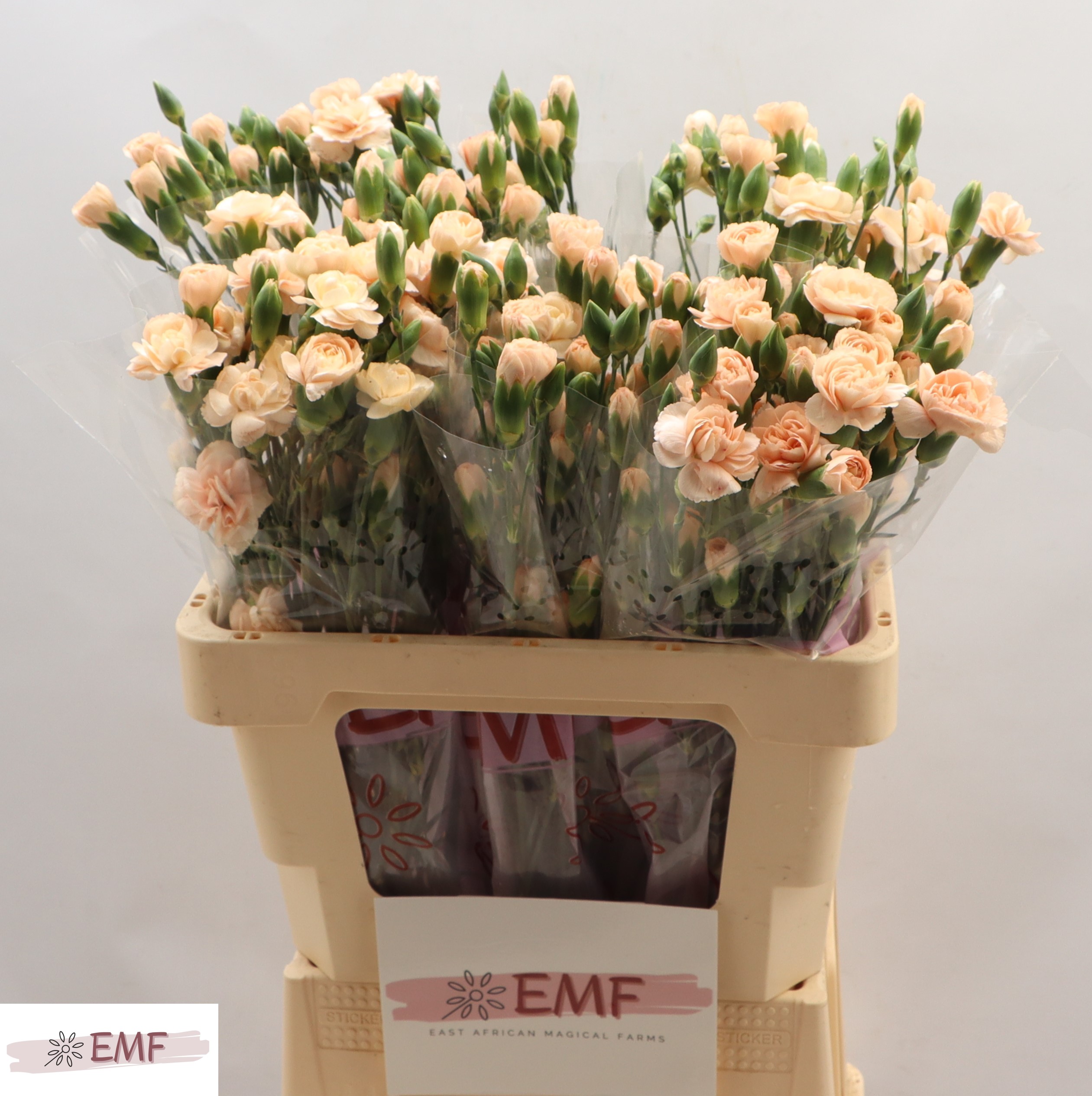 Dianthus Spray Hamada 60cm