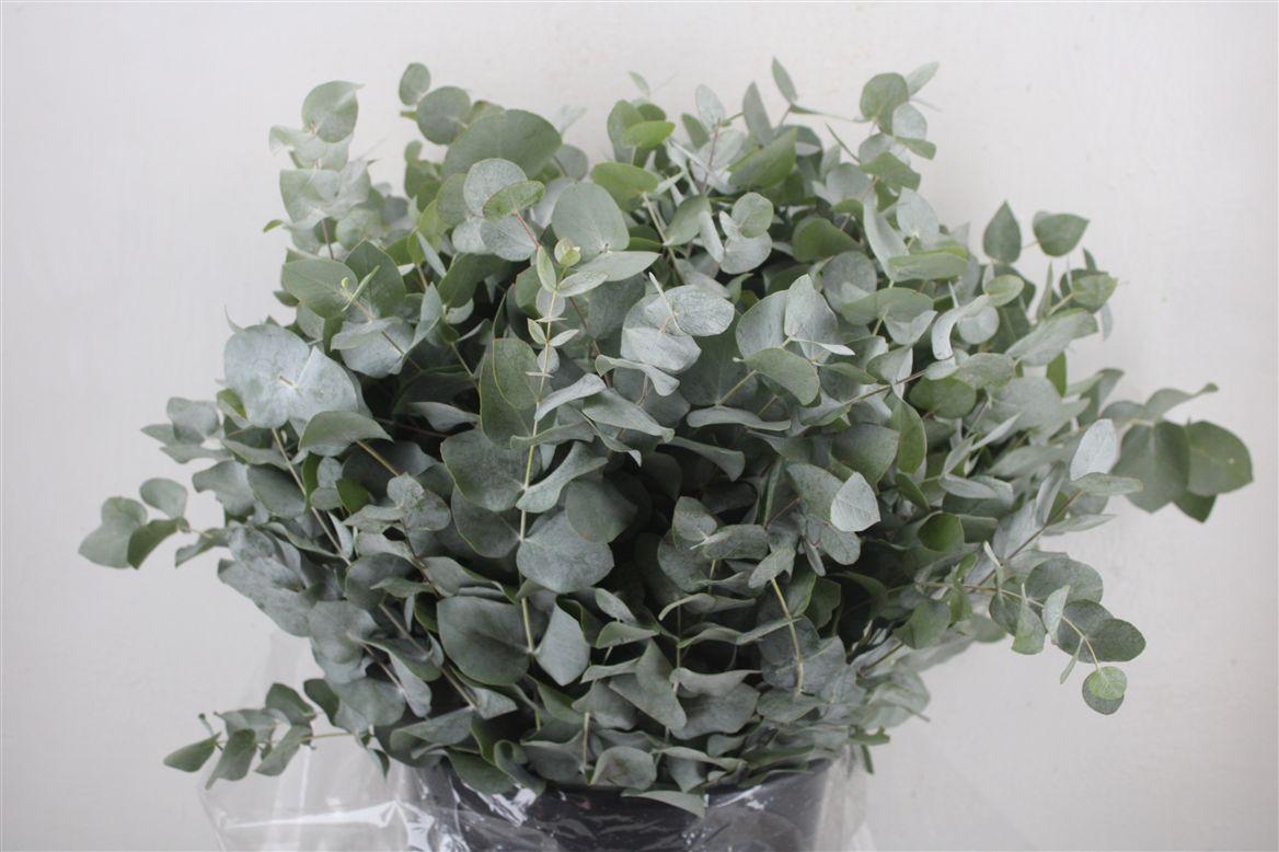 Euca Cinerea Short 300gr P Bunch