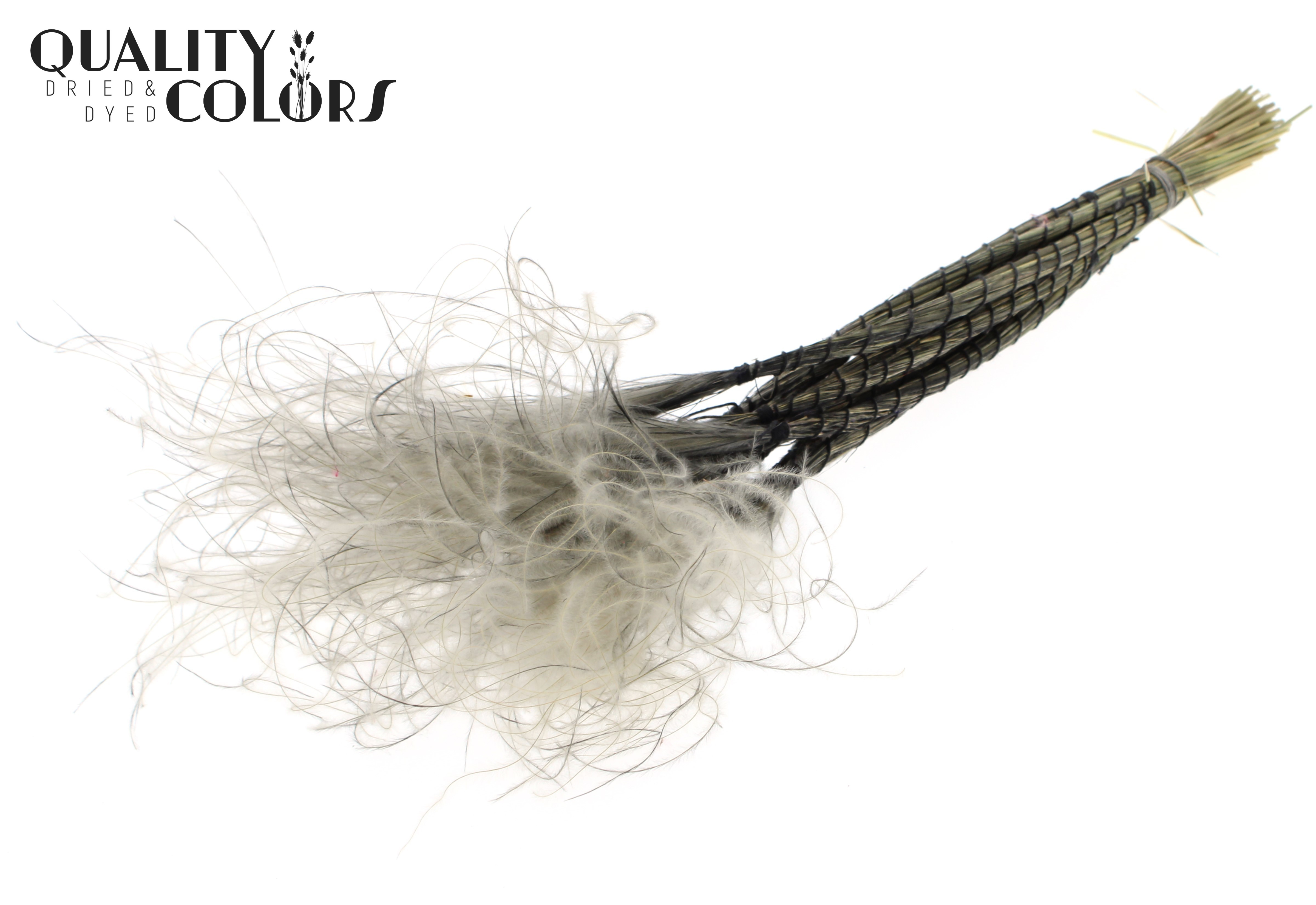 Stypha Grey Per Bunch 60cm