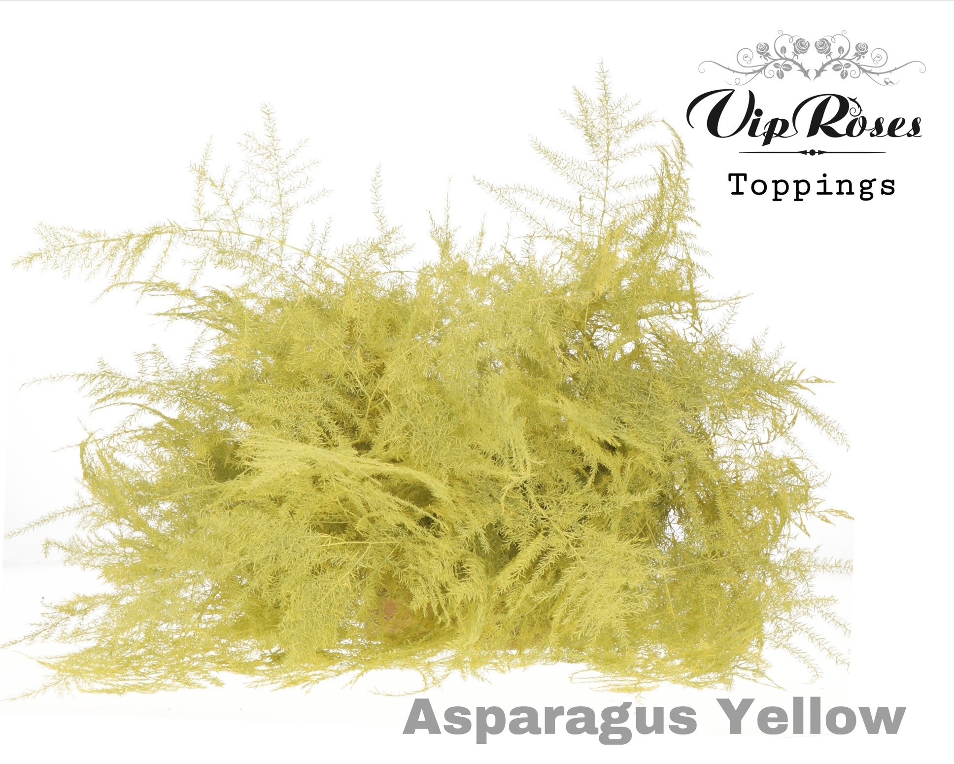 Asparagus Painted 45cm
