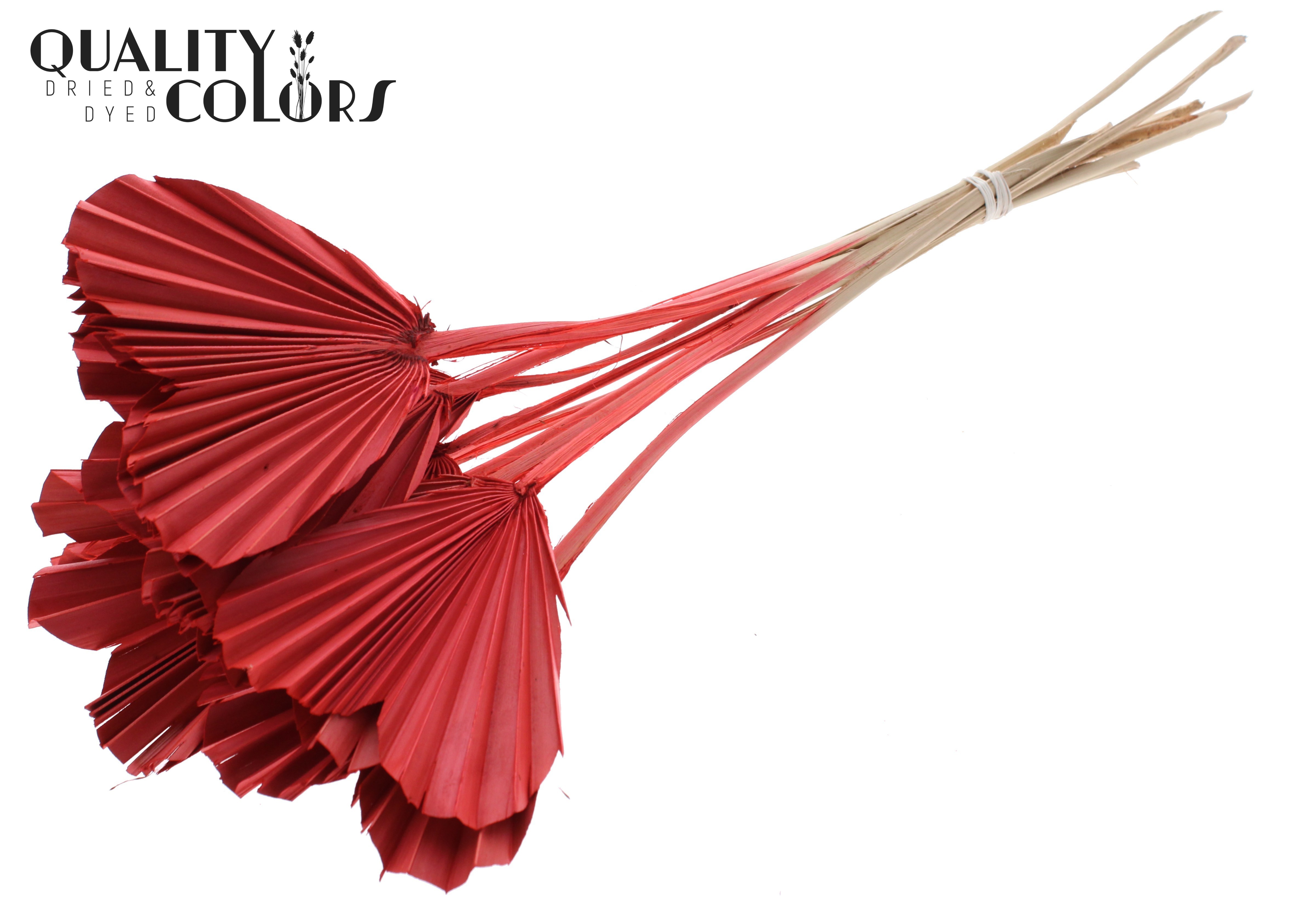 Palm Spear Heart Coral 45cm