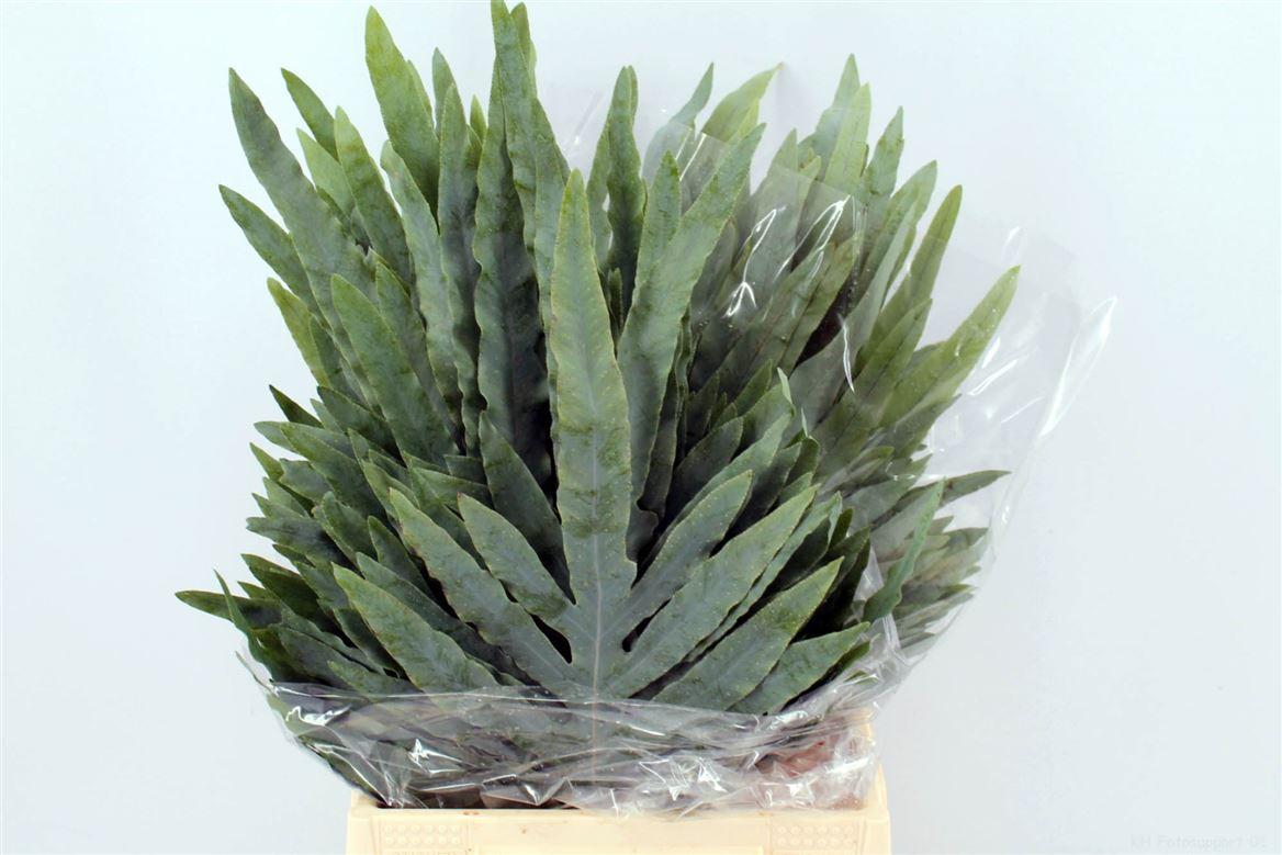 Phlebodium Blue Star Small