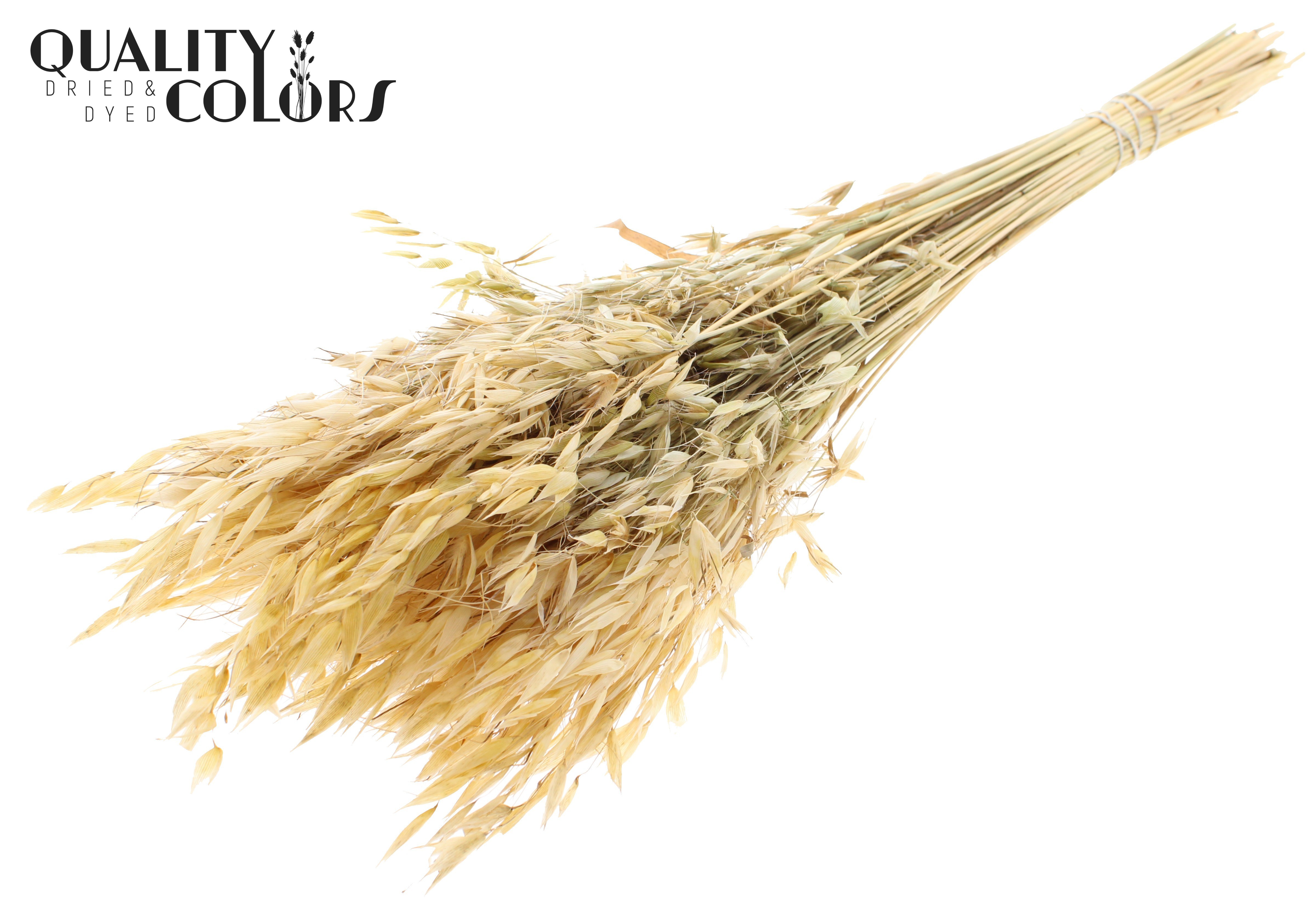 Avena Natural Per Bunch 70cm