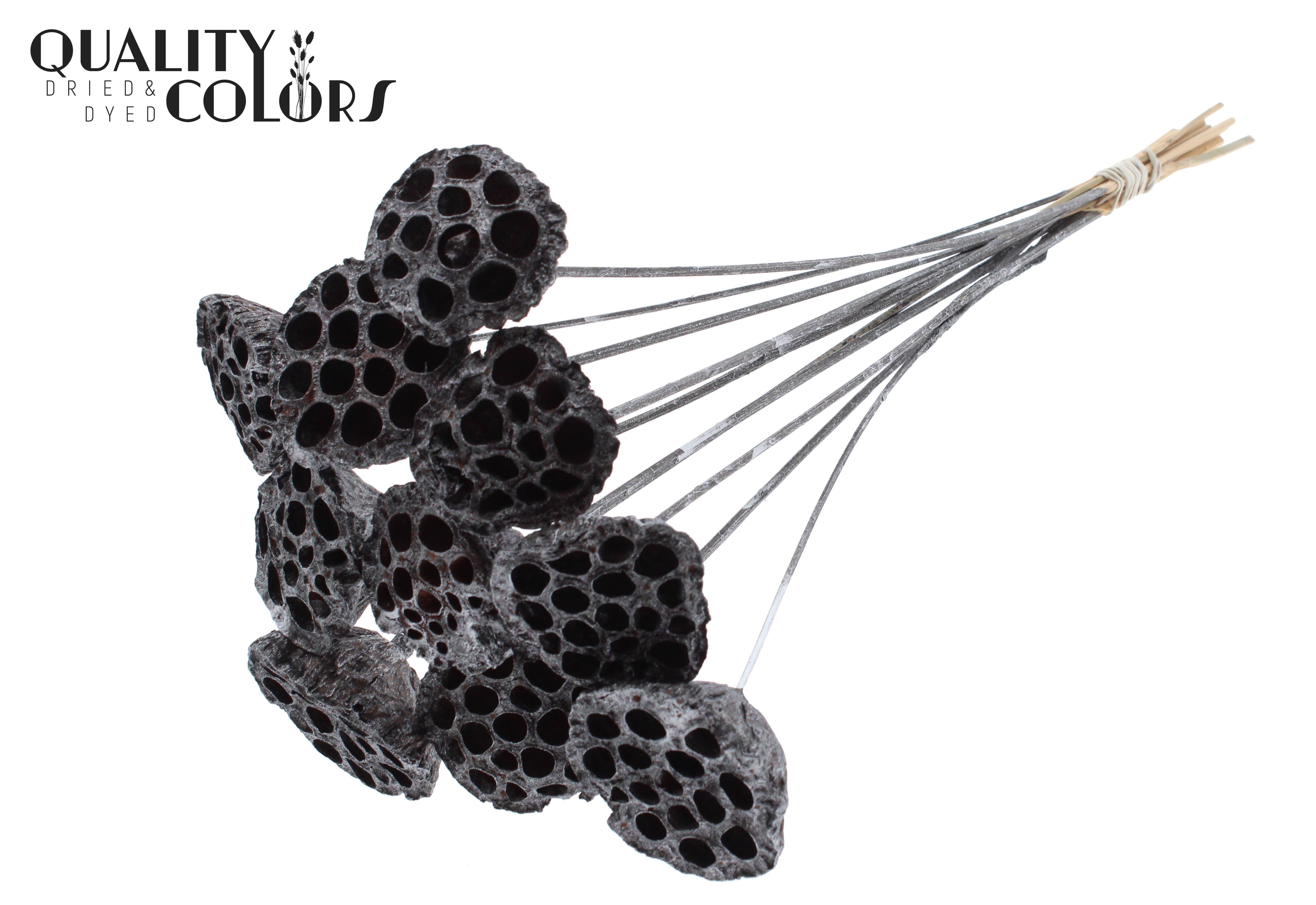 Lotus Metallic Graphite 50cm