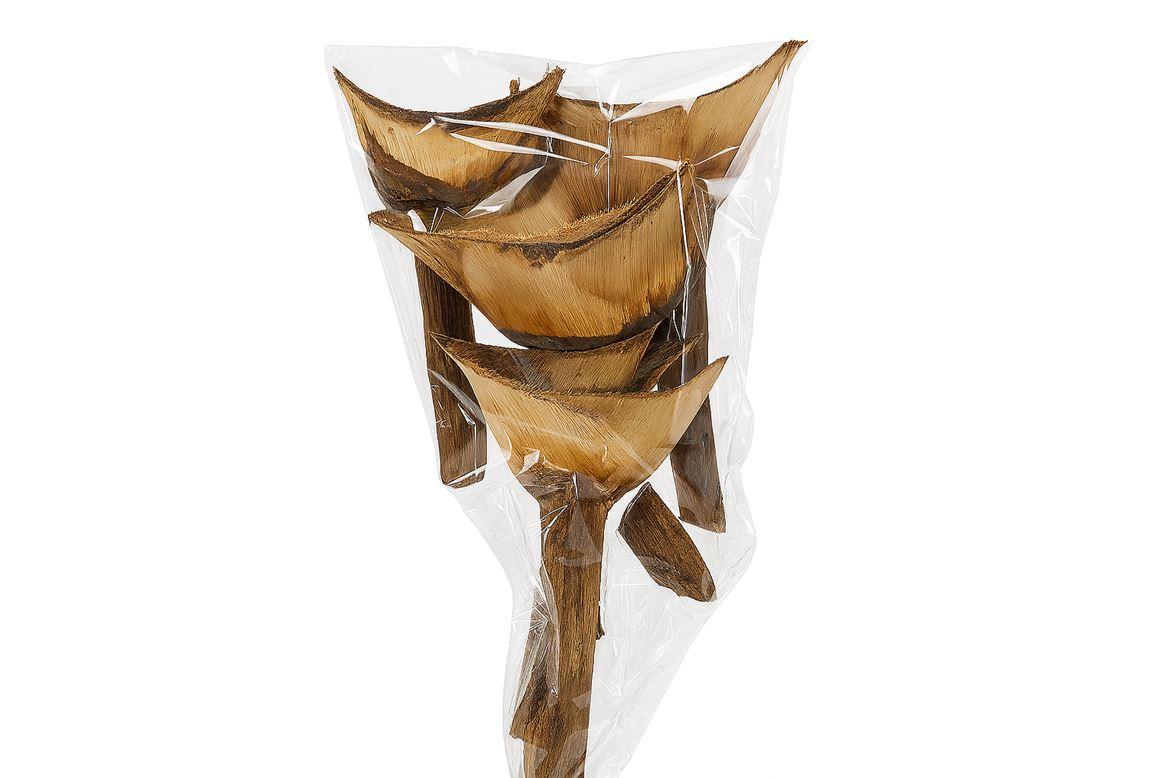 Agave Medio 6pc Bag