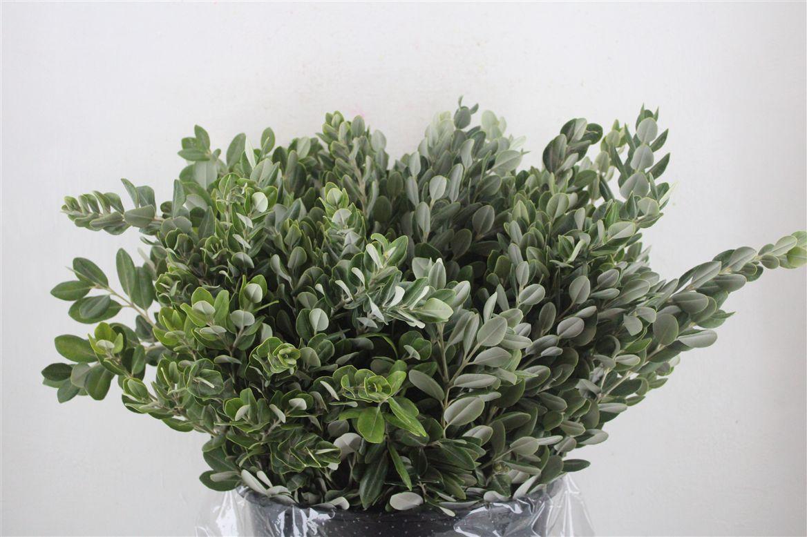 Pittosp Ralphi Leaves 400gr P Bunch