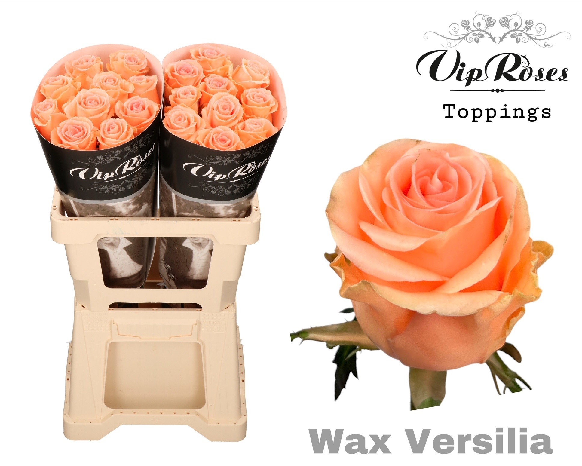 Rosa Waxed 60cm