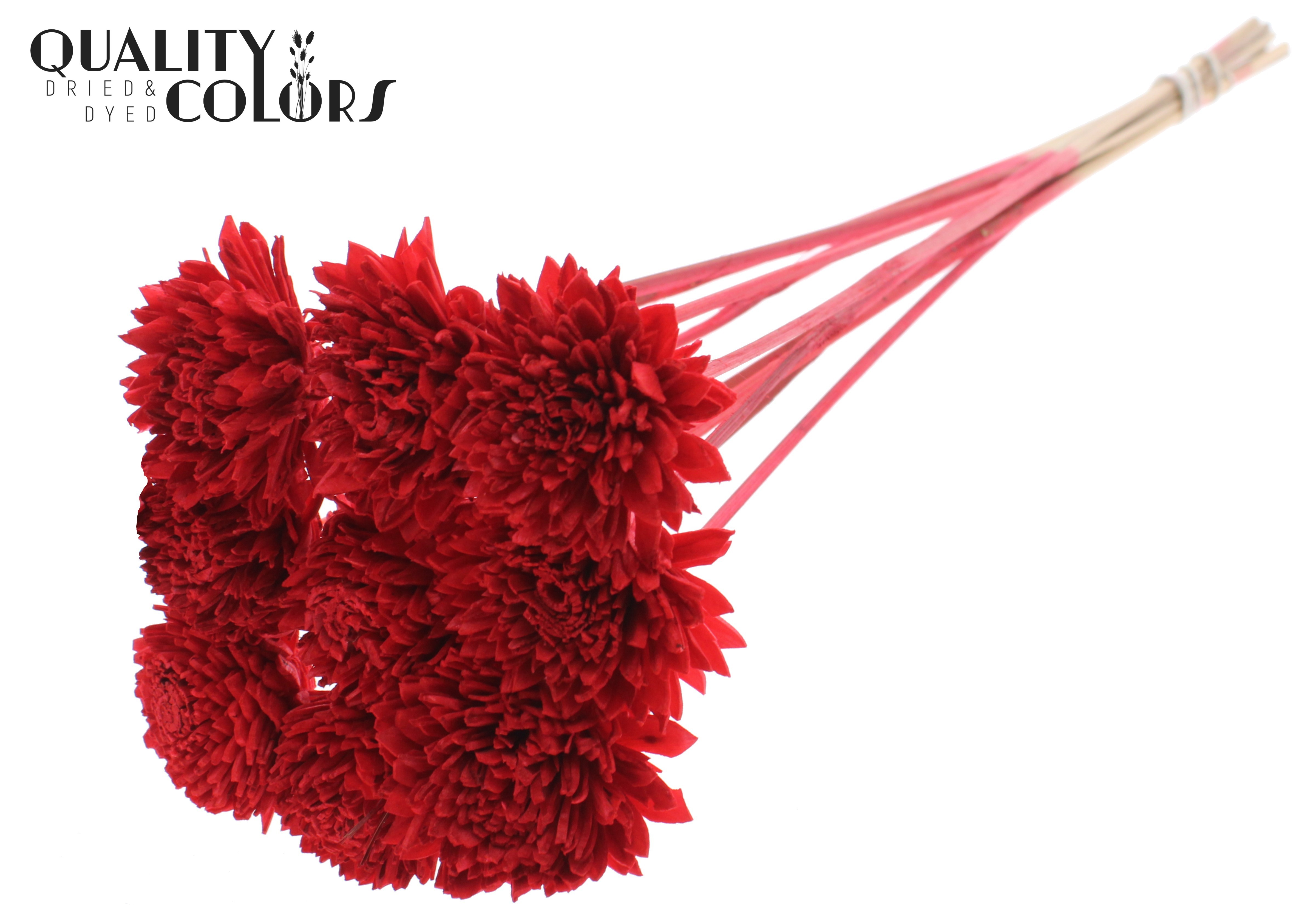 Shola Zinia Red 50cm