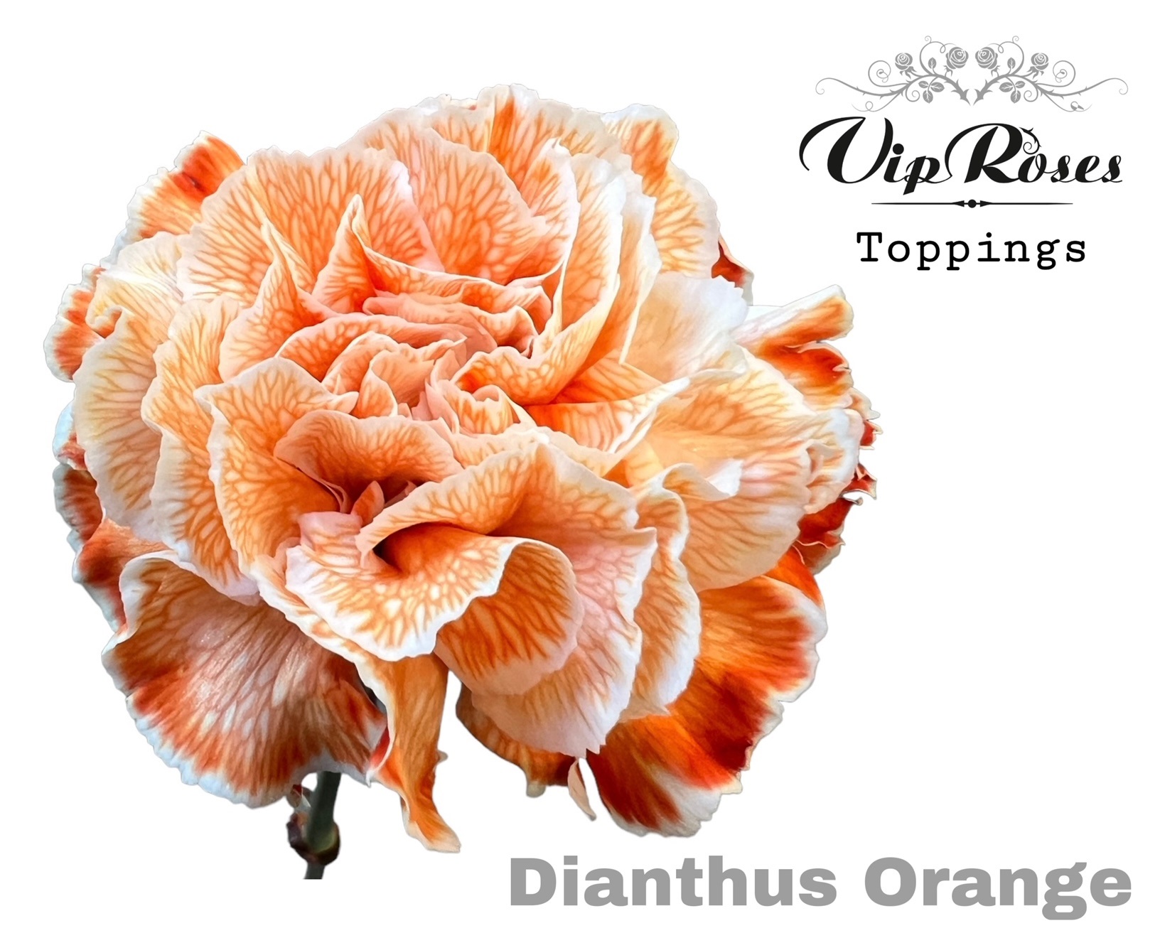 Di St Orange 60 cm