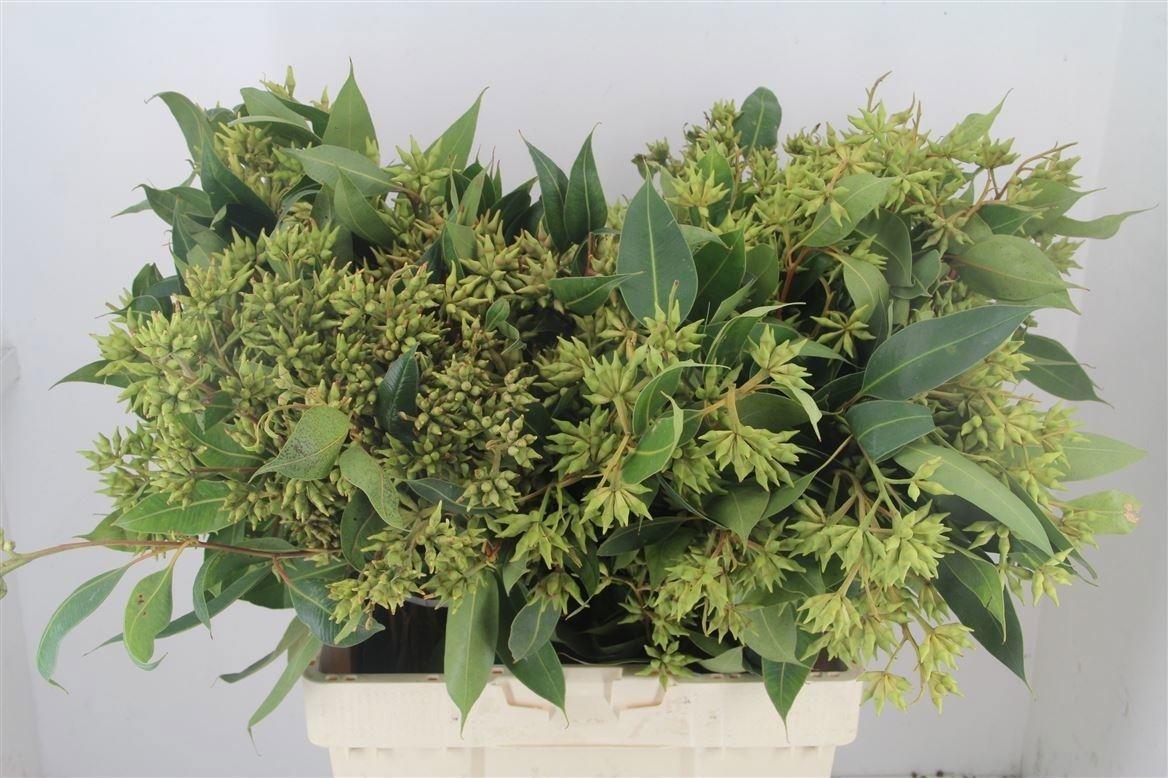 Euca Robusta Berry Fruits P Bunch