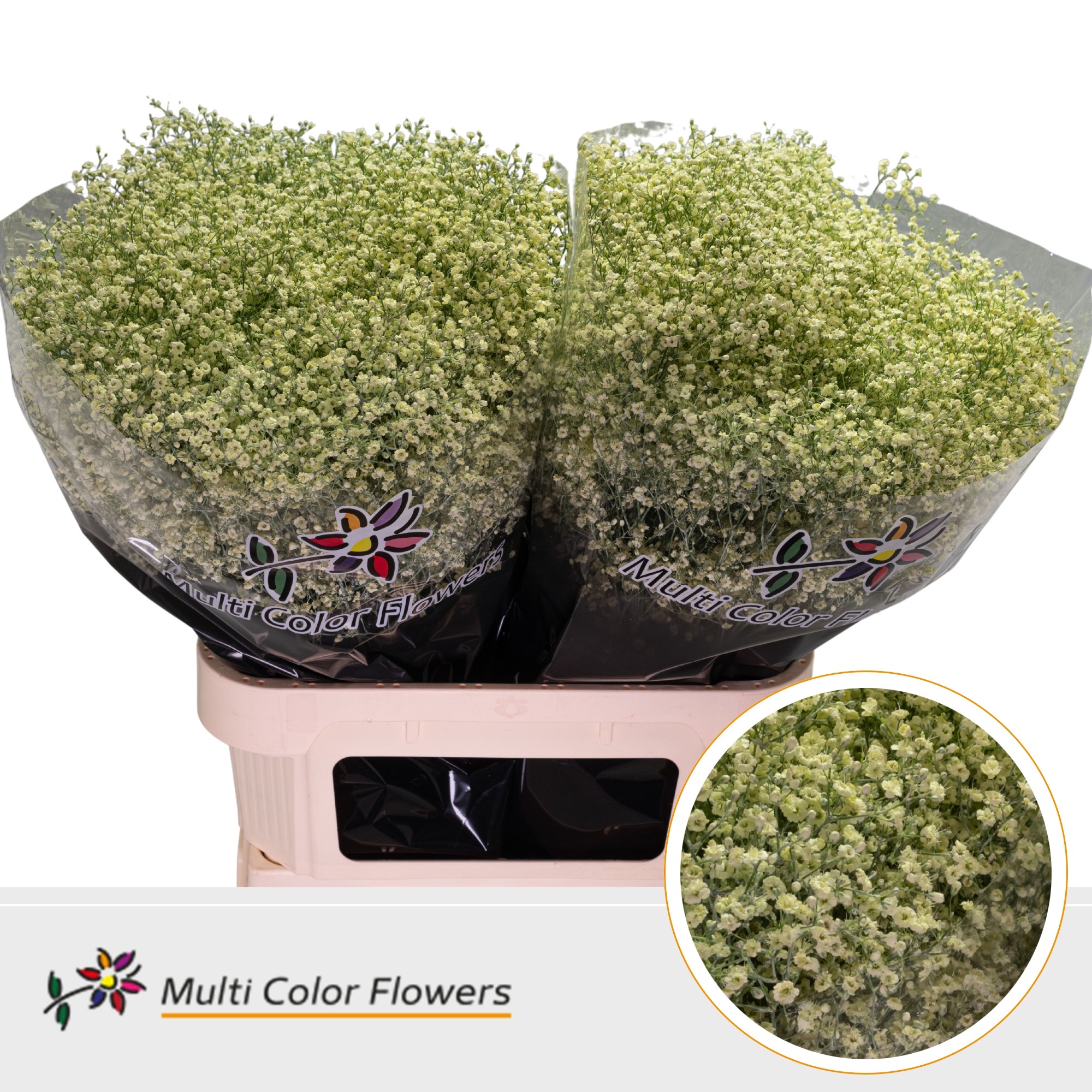 Gypsophila Painted Million Star Cream 80cm