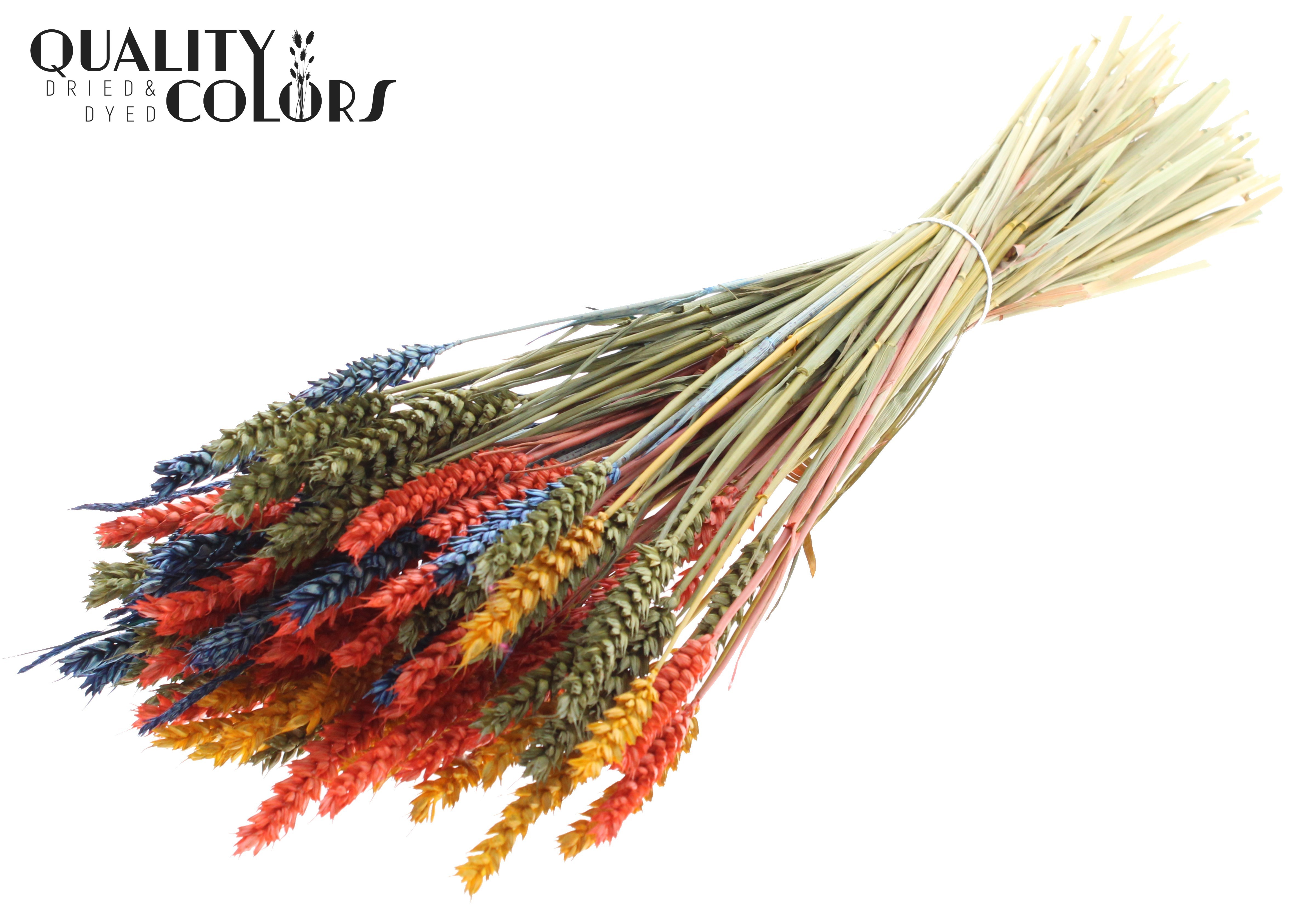 Triticum Colourful 6 Per Bunch 60cm