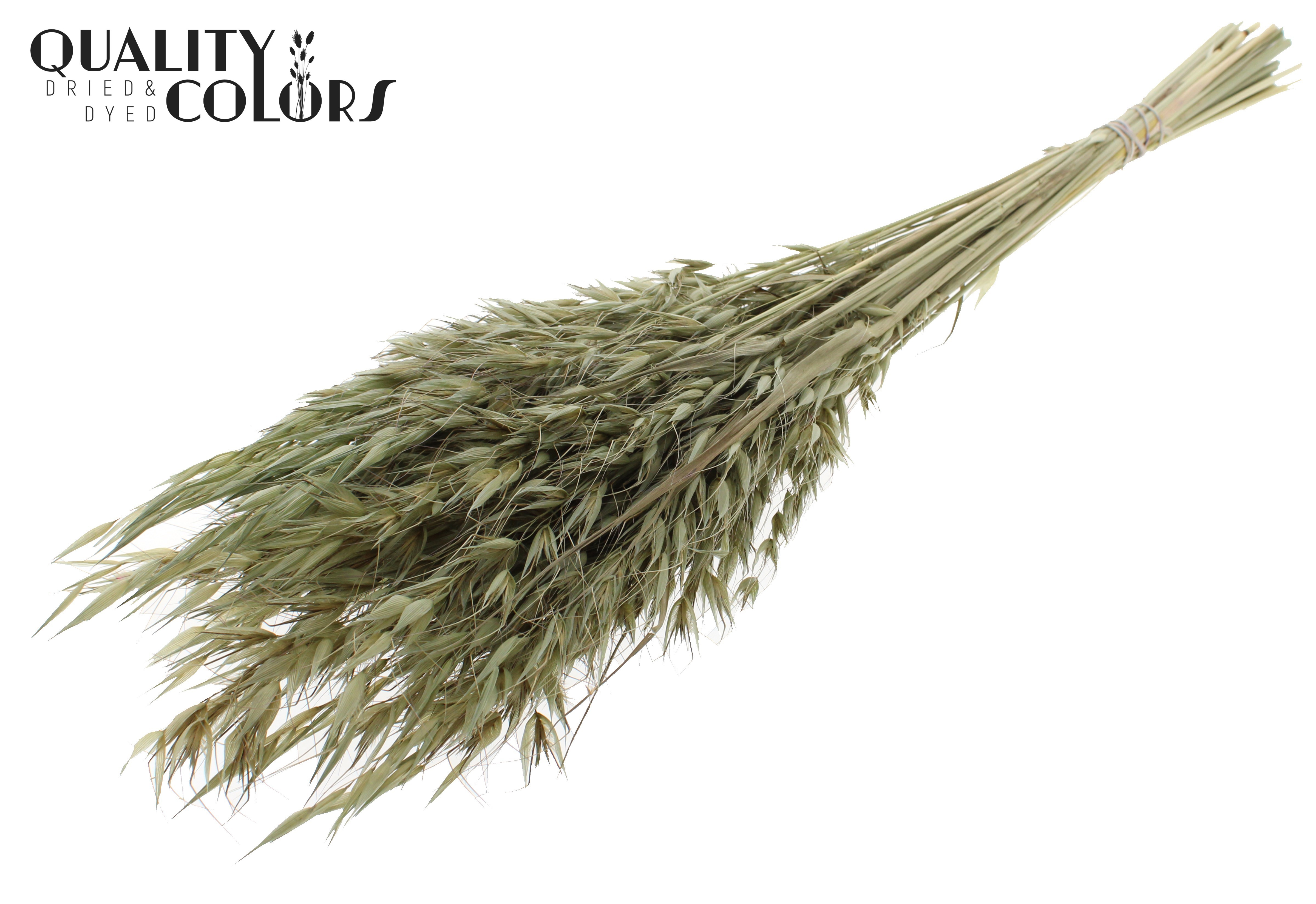 Avena Olive Per Bunch 70cm