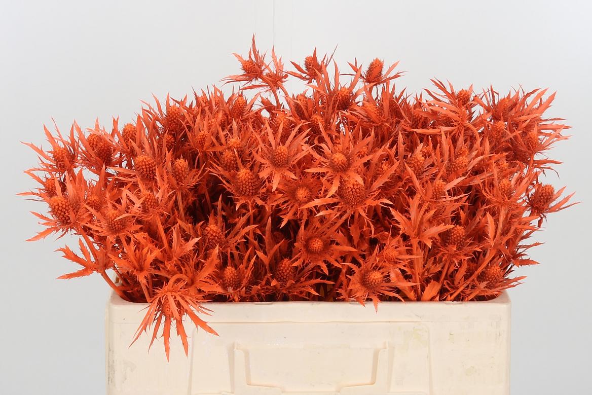 Eryn Kl Bh Halloween Orange