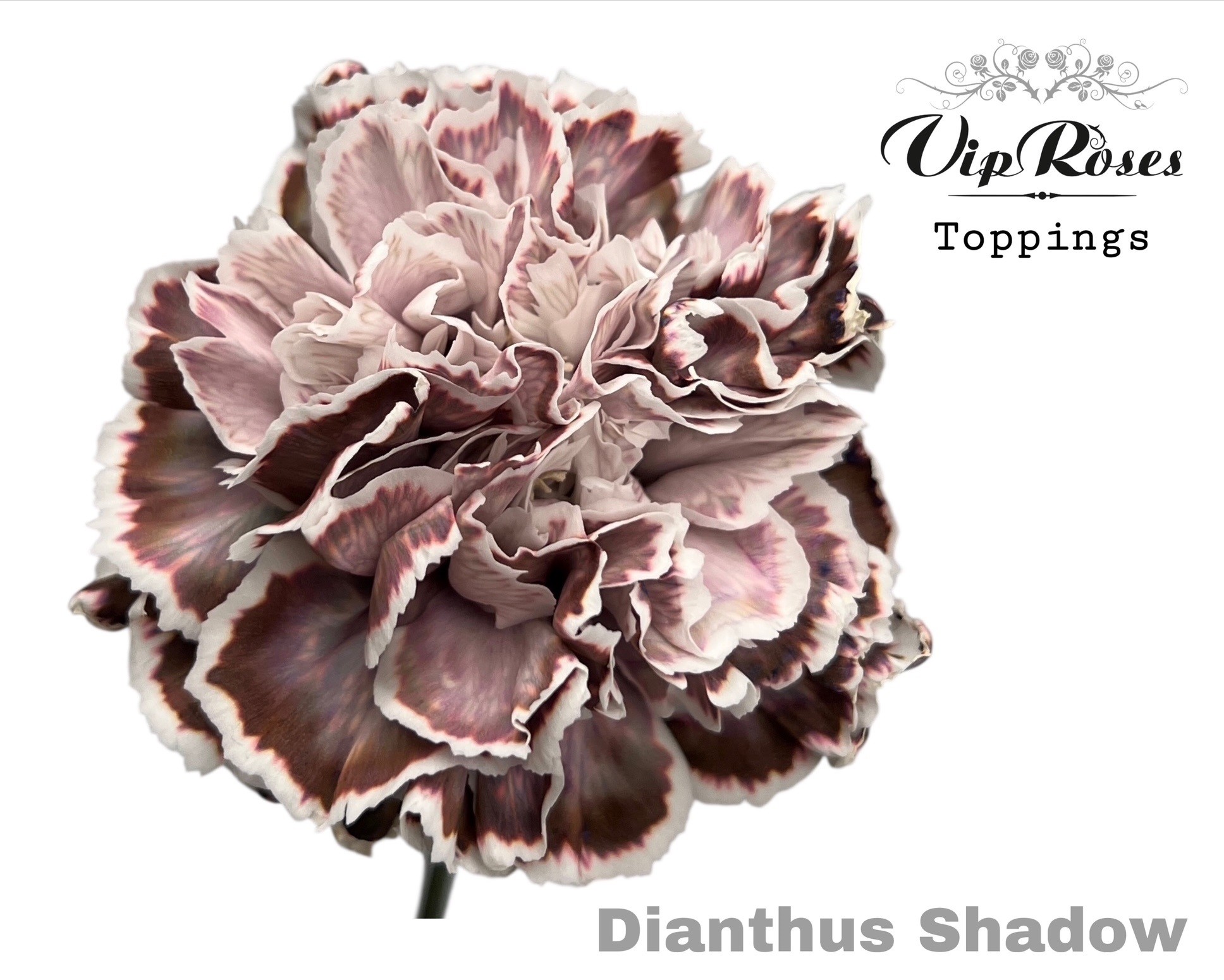 Dianthus Single Painted Shadow 60cm