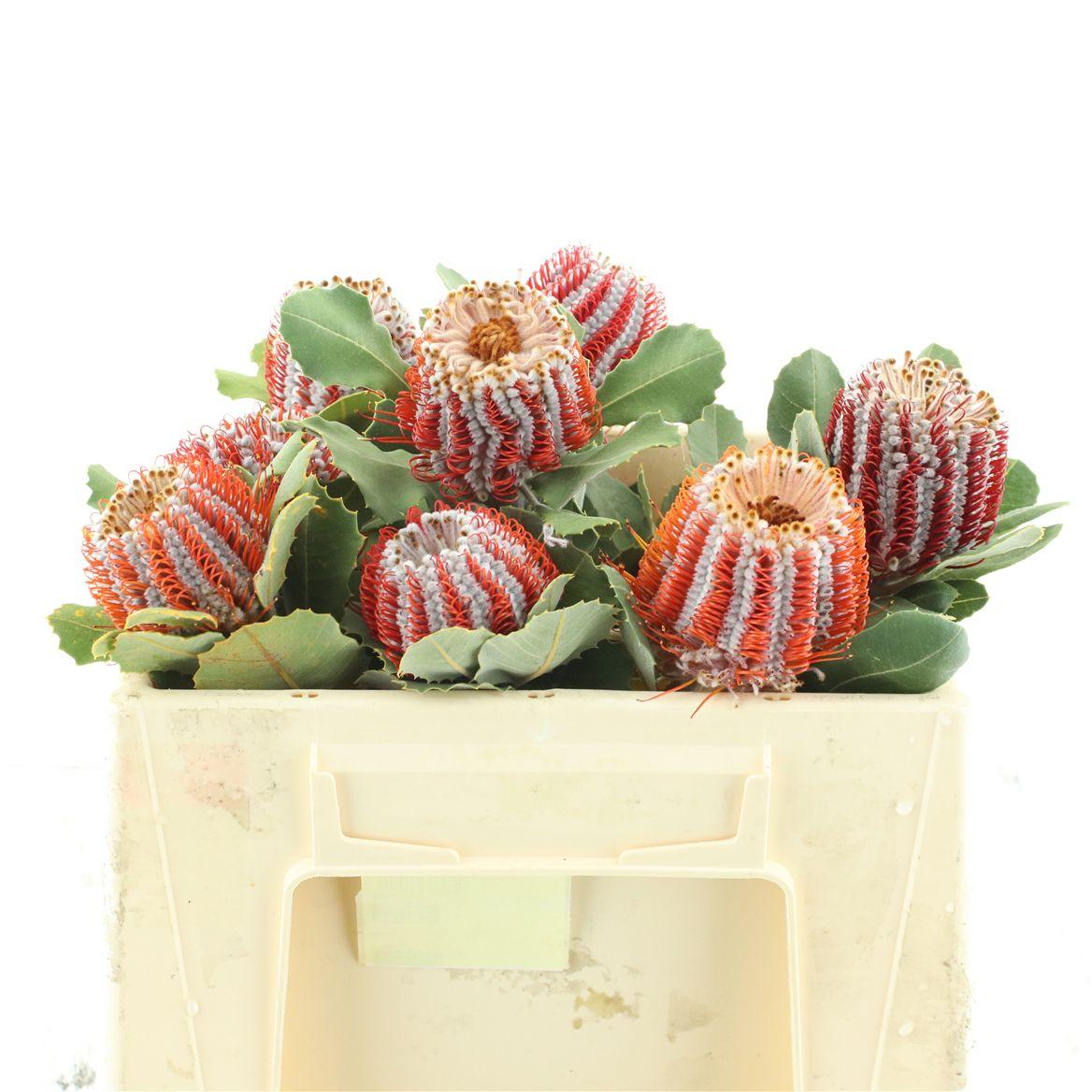 Banksia Coccinea