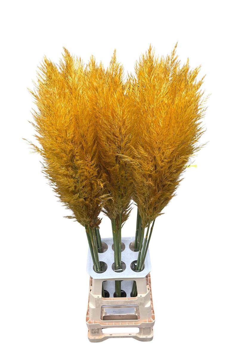 Cortaderia Opgetrokken Honey Oranje Stem