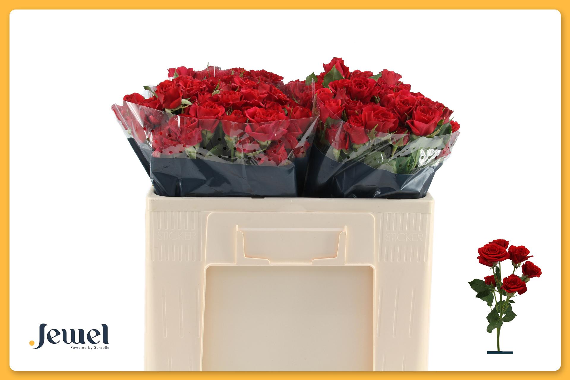 Rosa Spr Mirabel 50cm