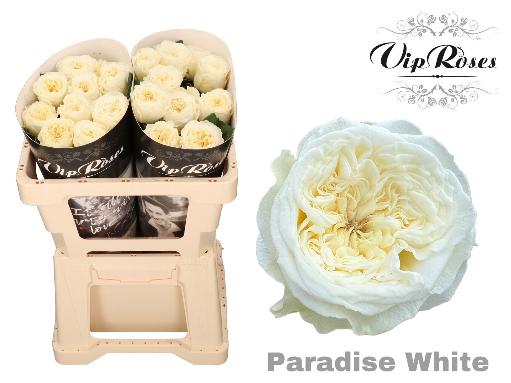 Rosa Paradise White 50cm