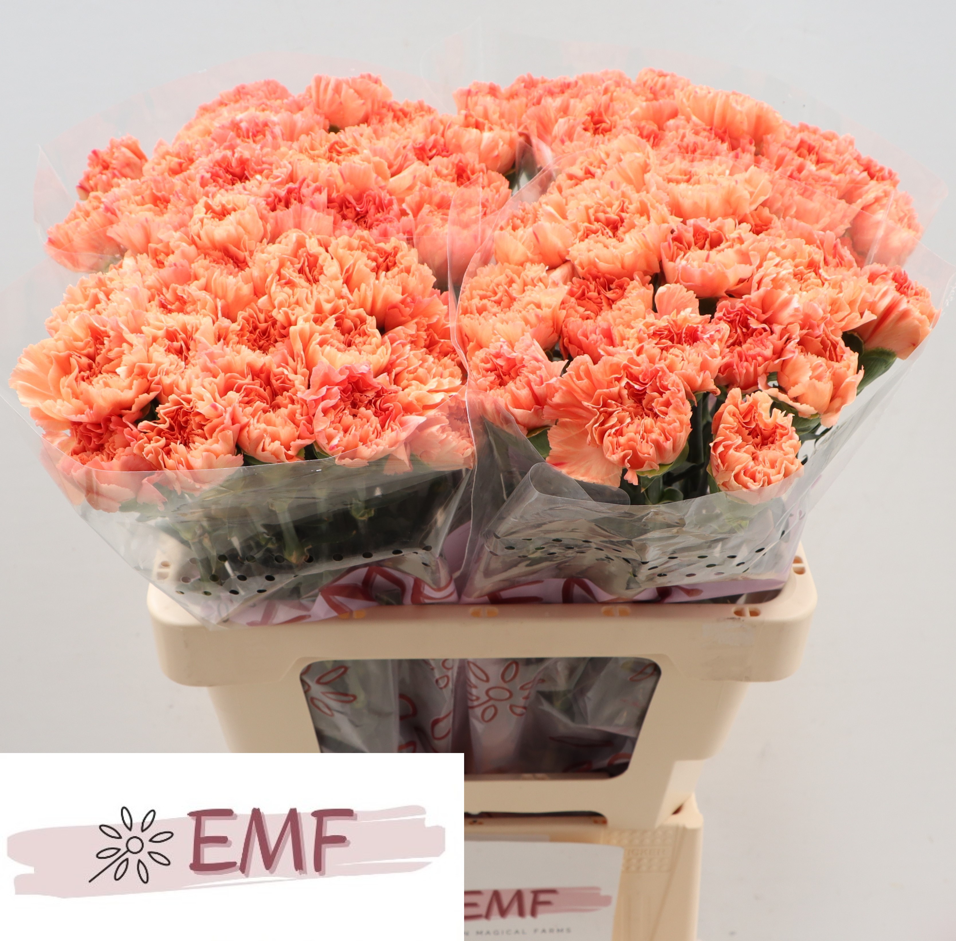 Dianthus Single Tamarind 60cm