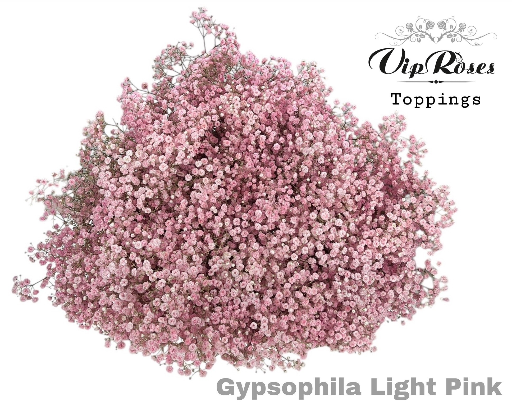 Gyps Pa Light Pink 80 cm