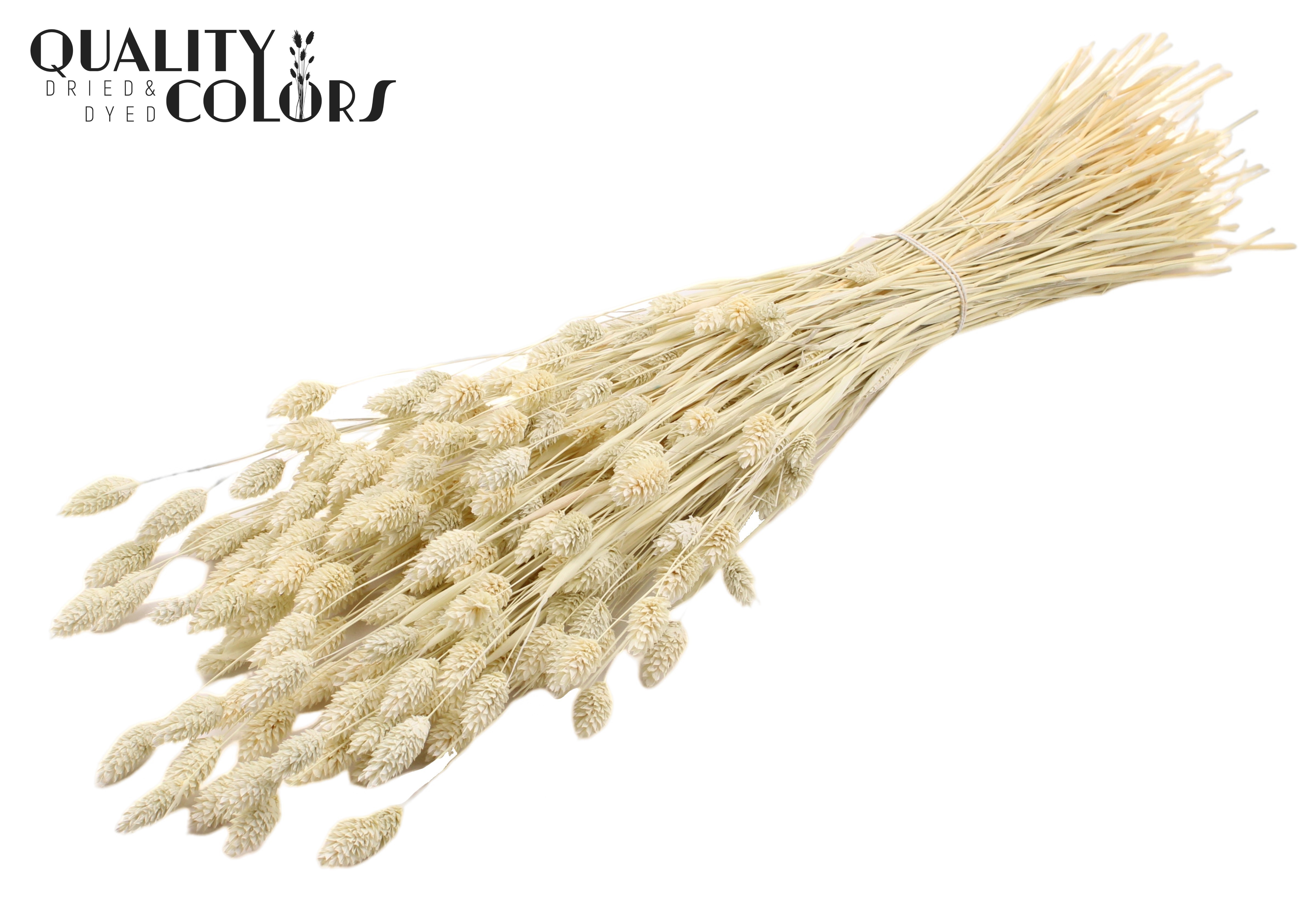 Phalaris Intense Frosted White Per Bunch 70cm 220gr.