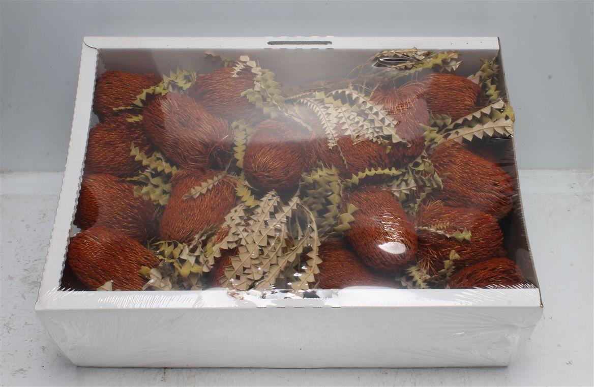 Banksia Speciosa Orange ( X 30 St )