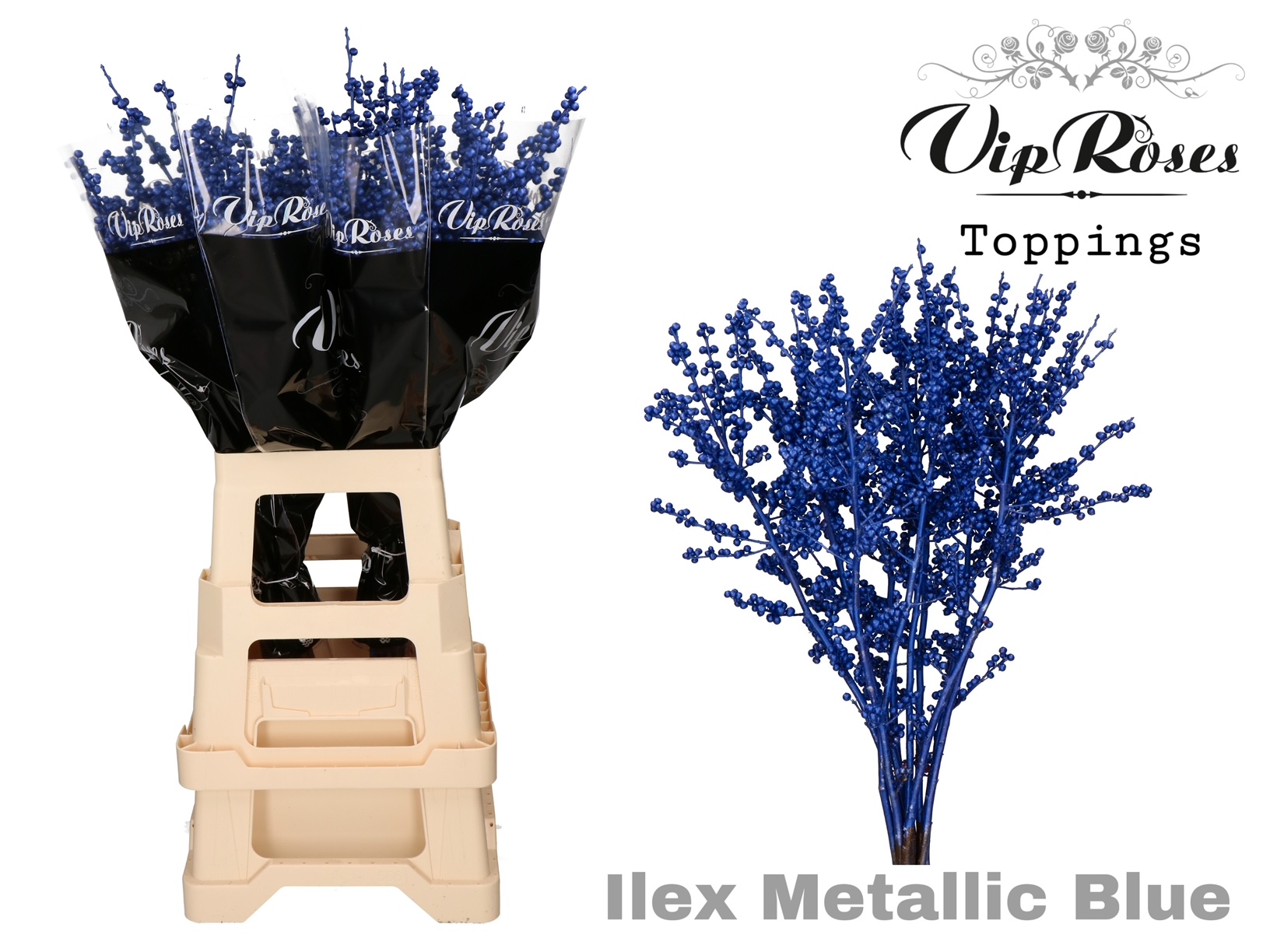 Ilex Dyed Frosty 70cm