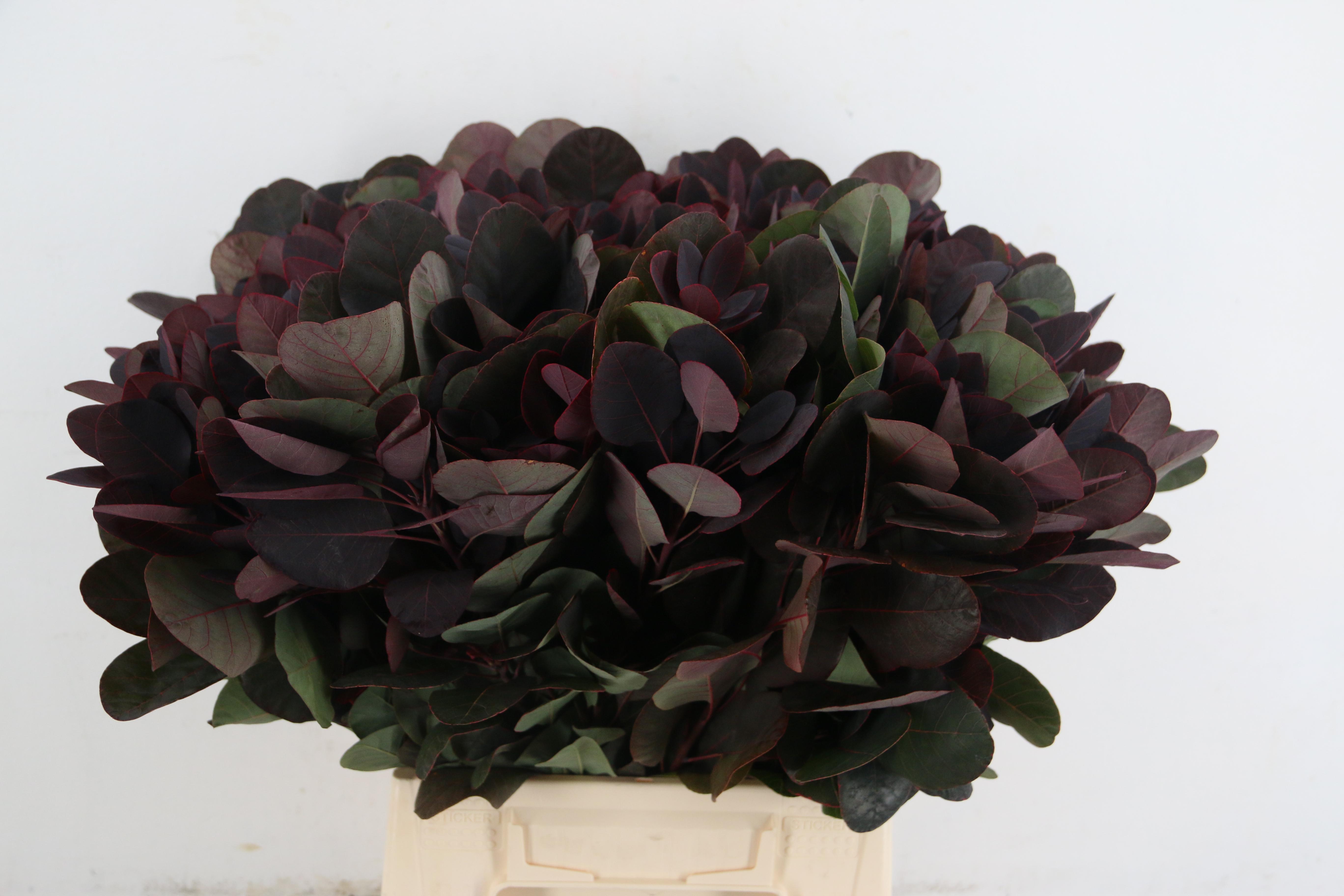 Cotinus Coggygria Royal Purple 50cm