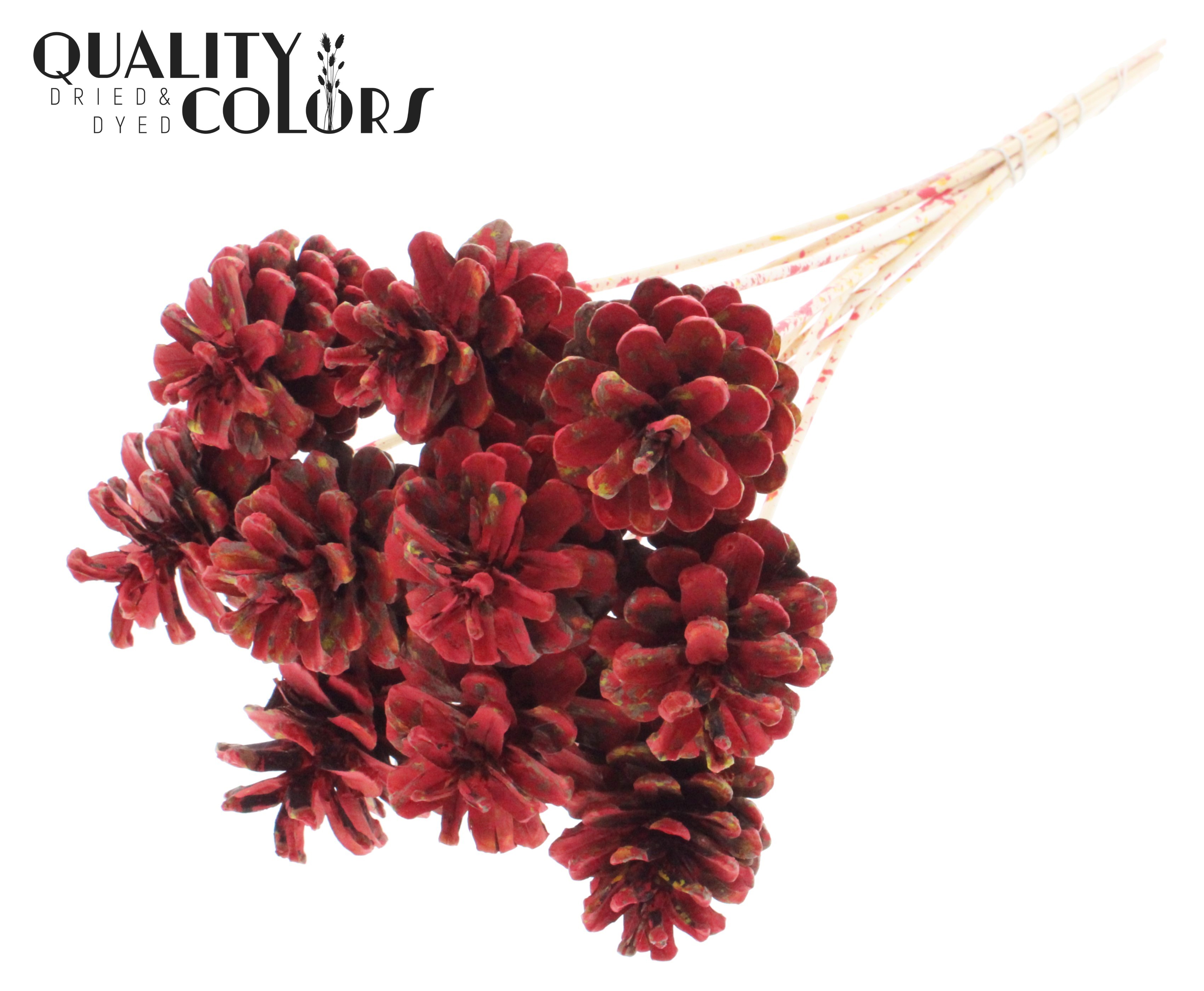 Pine Cone Multicolour Red 50cm