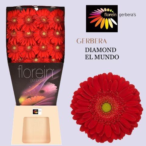 Ge Gr El Mundo Diamond 45