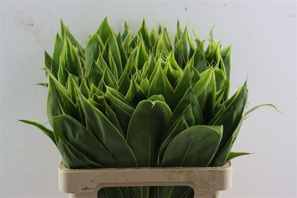 Cordyline Congo Top