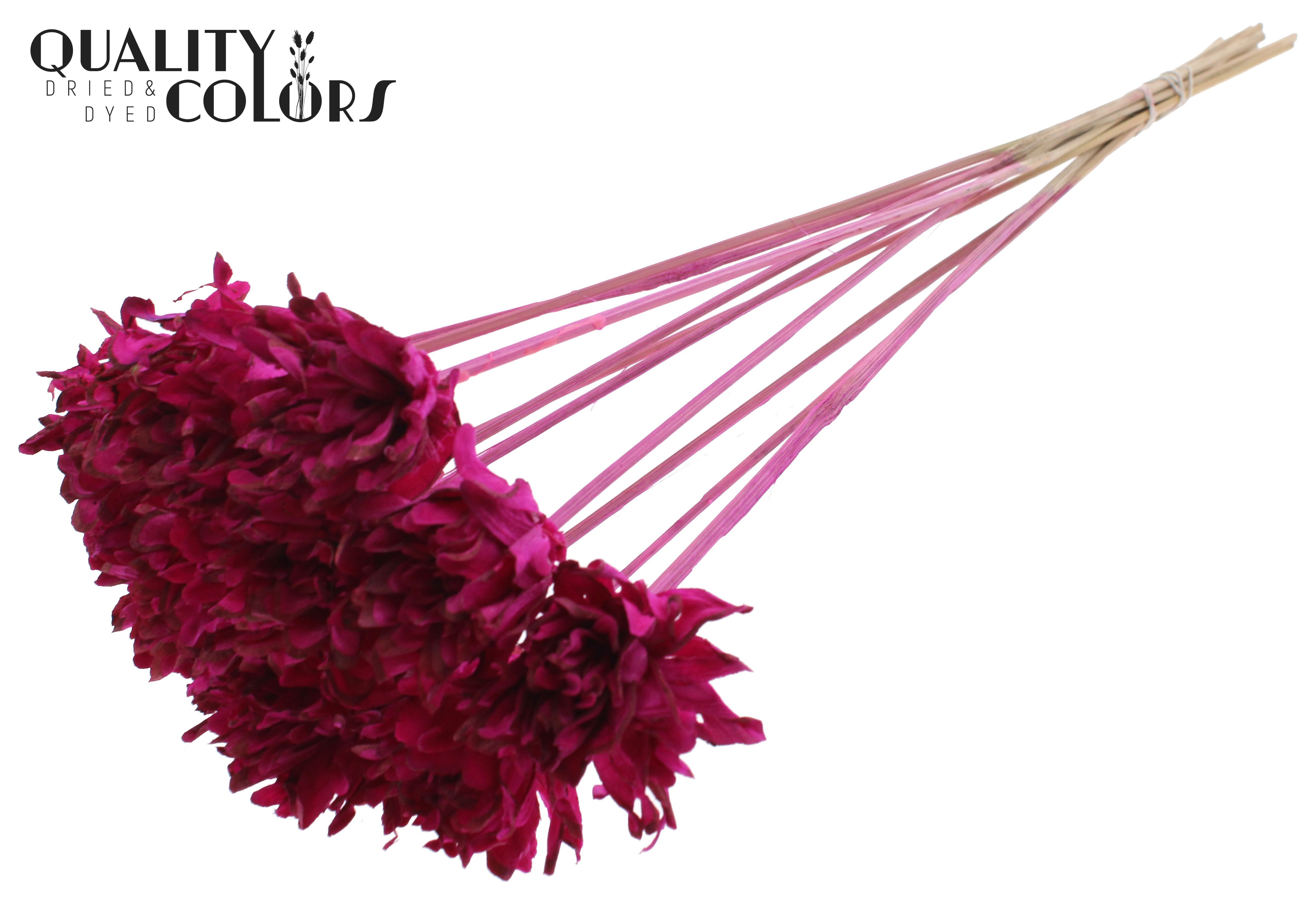 Shola Slice Pine Lilac 50cm