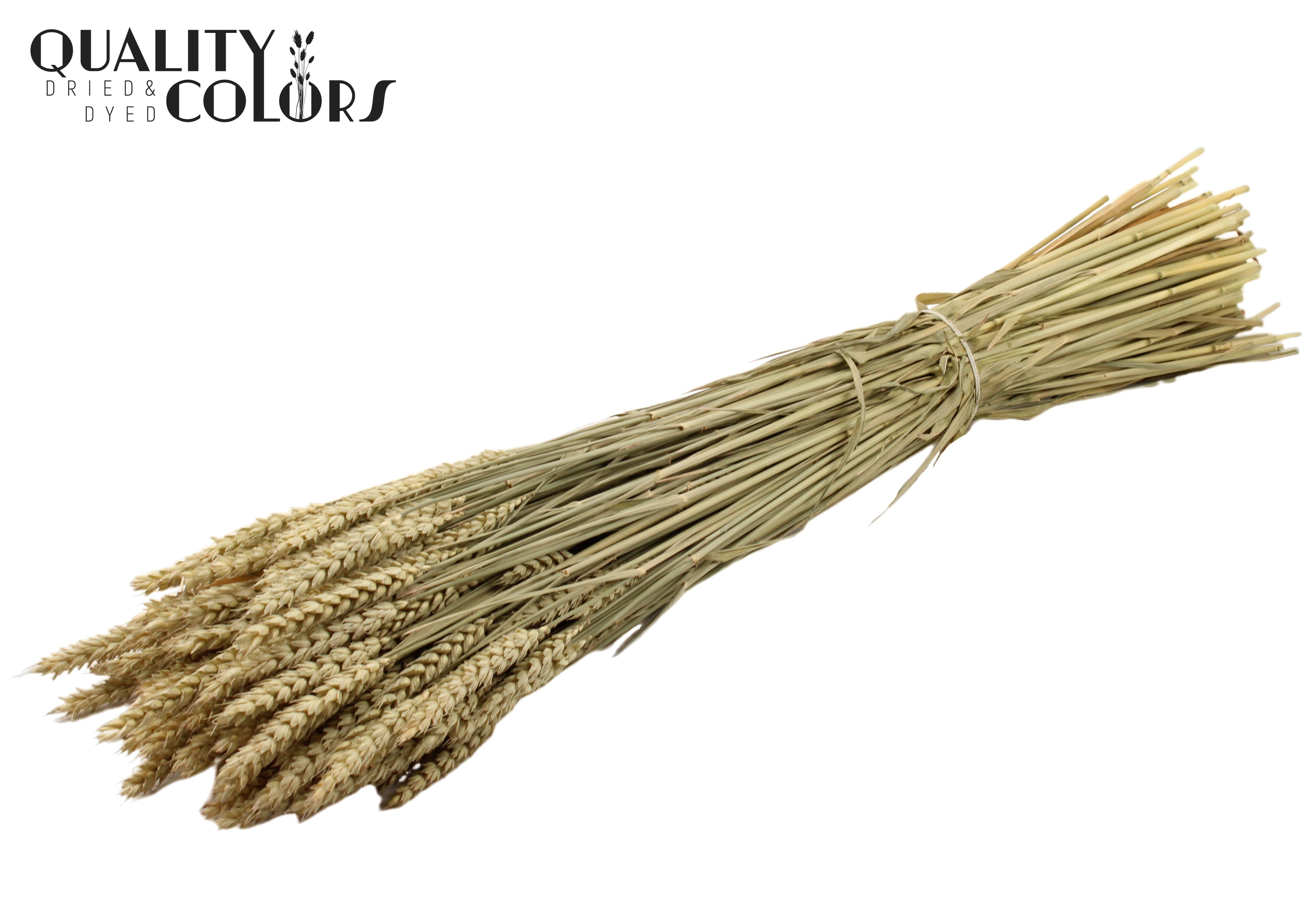 Triticum Natural Per Bunch 60cm