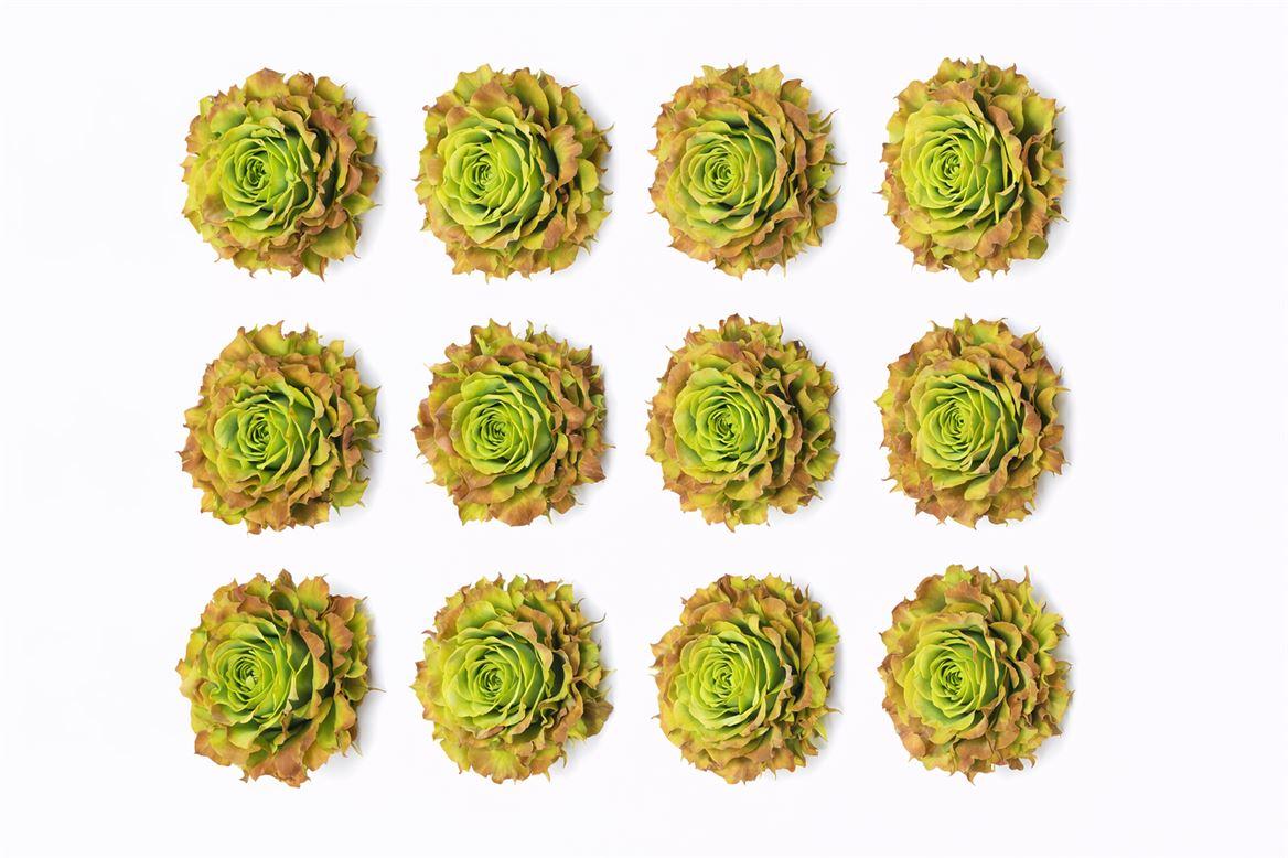 Ro Pres Rom Cabbage Rose