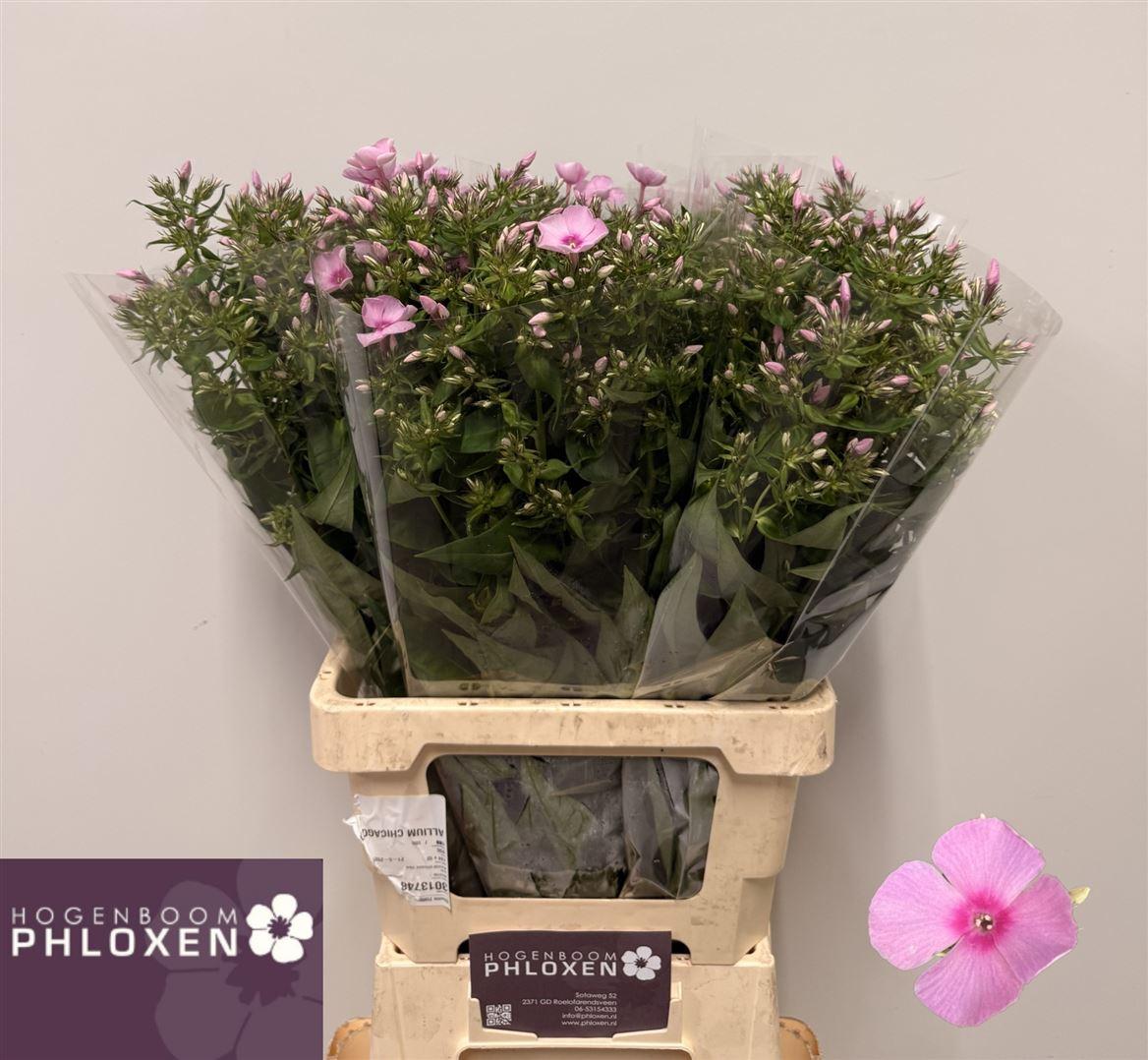 Phlox P Sweet Lexy