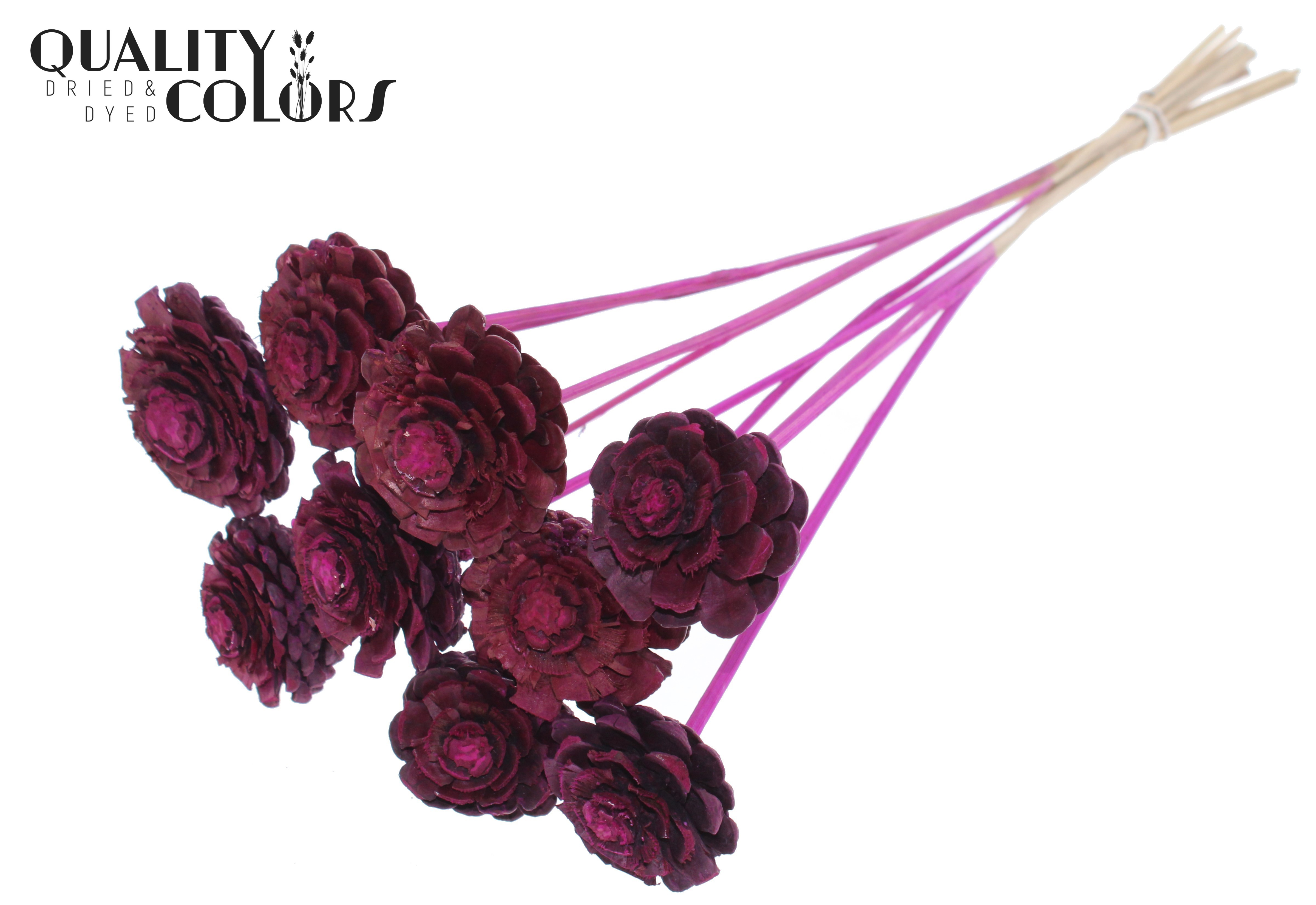 Pine Cone Lilac 50cm