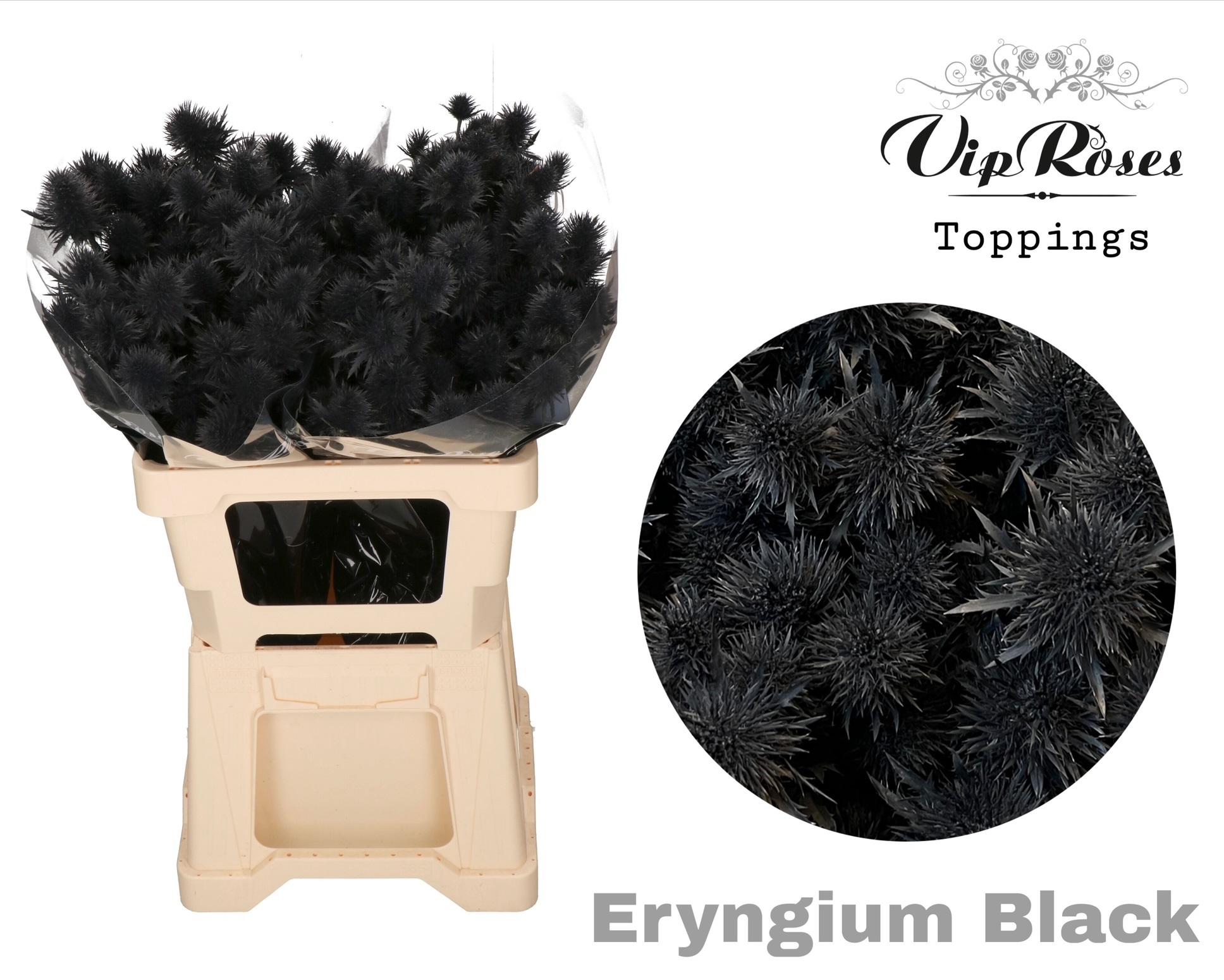 Eryngium Painted Supernova Black 60cm