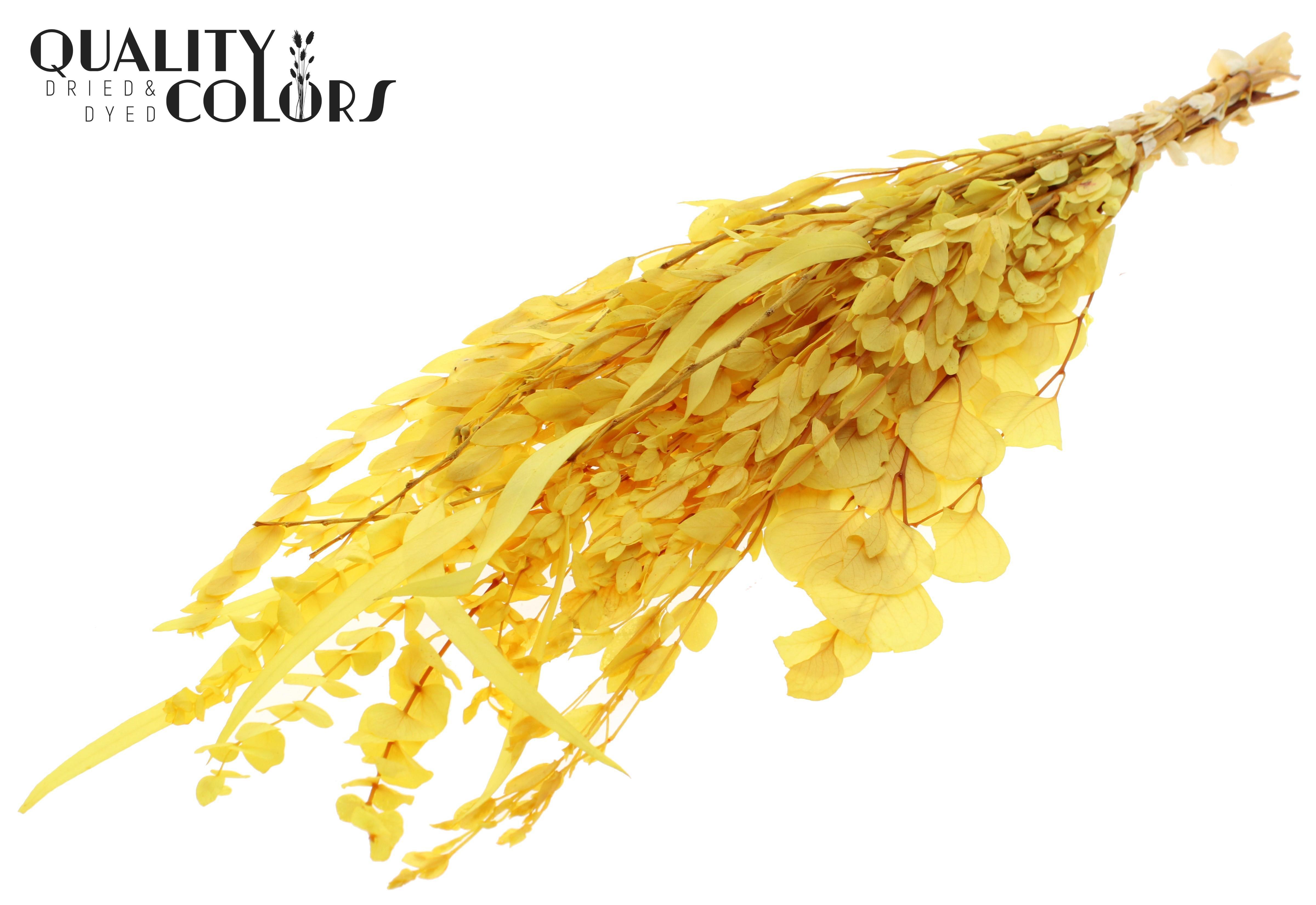 Eucalyptus Yellow Mix Per Bunch 65cm 150gr.